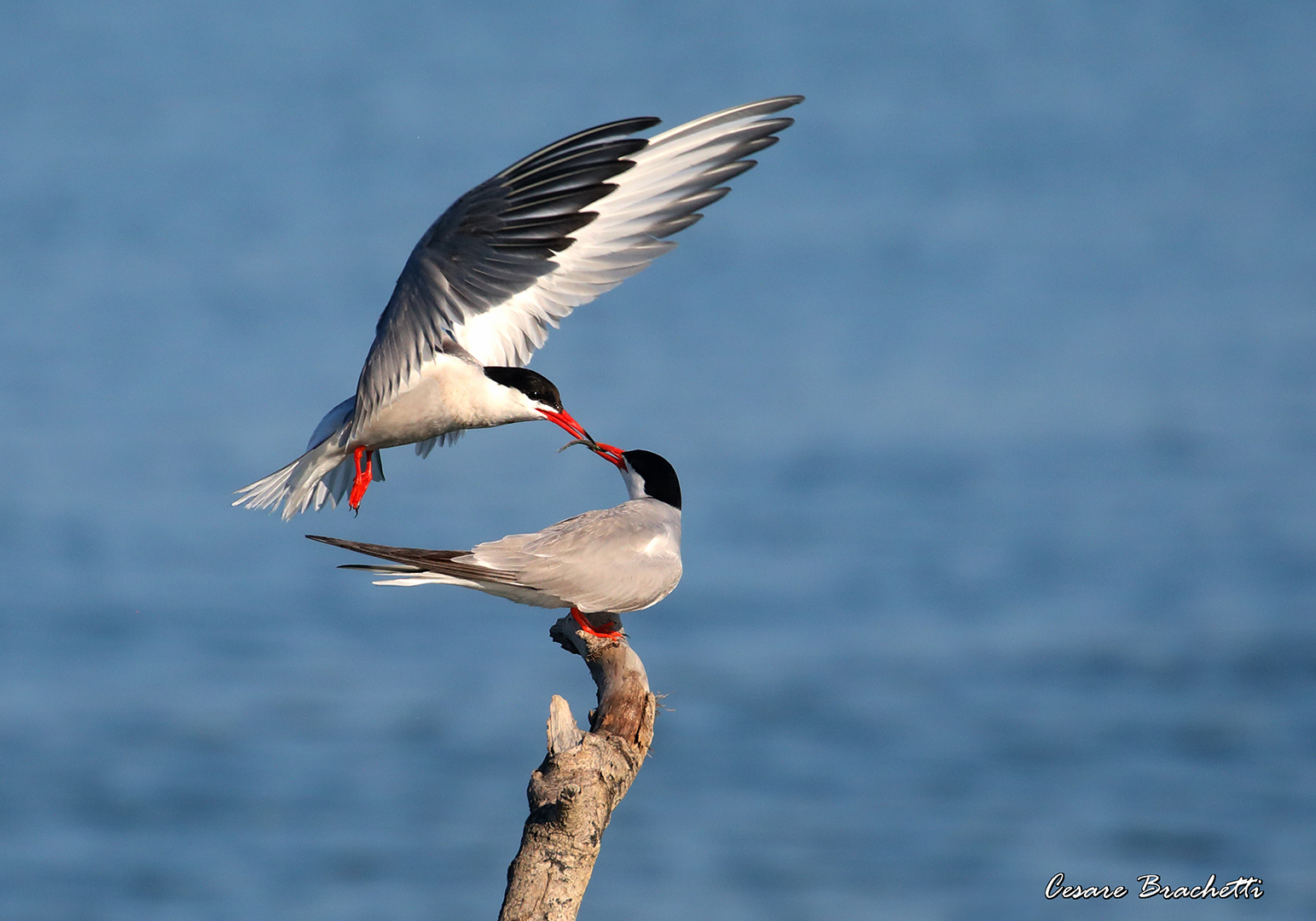 tern.