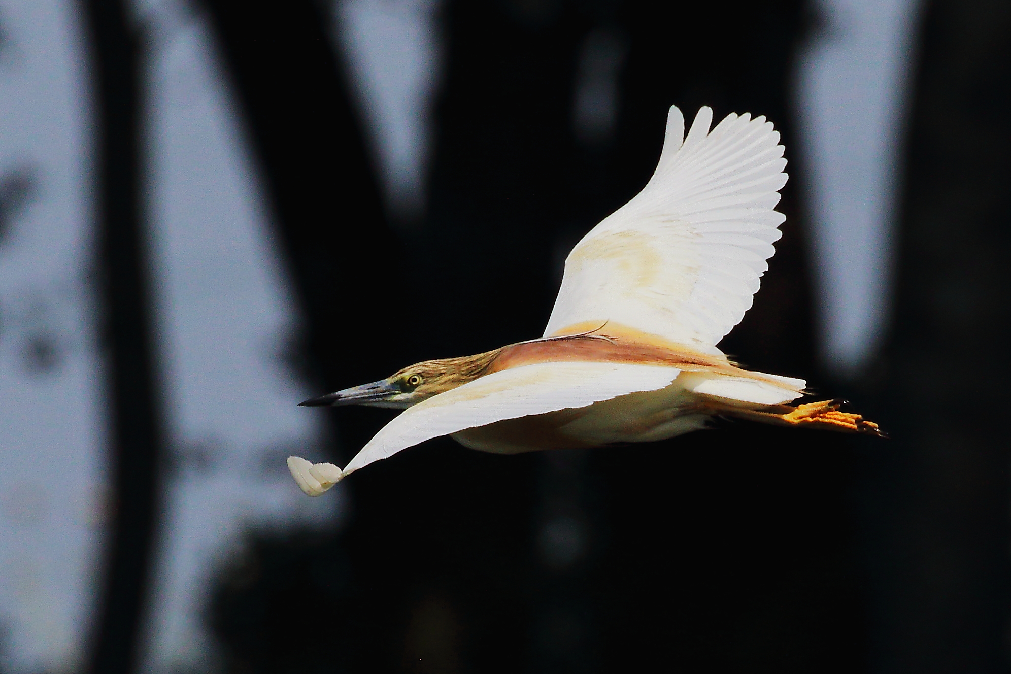squacco heron.