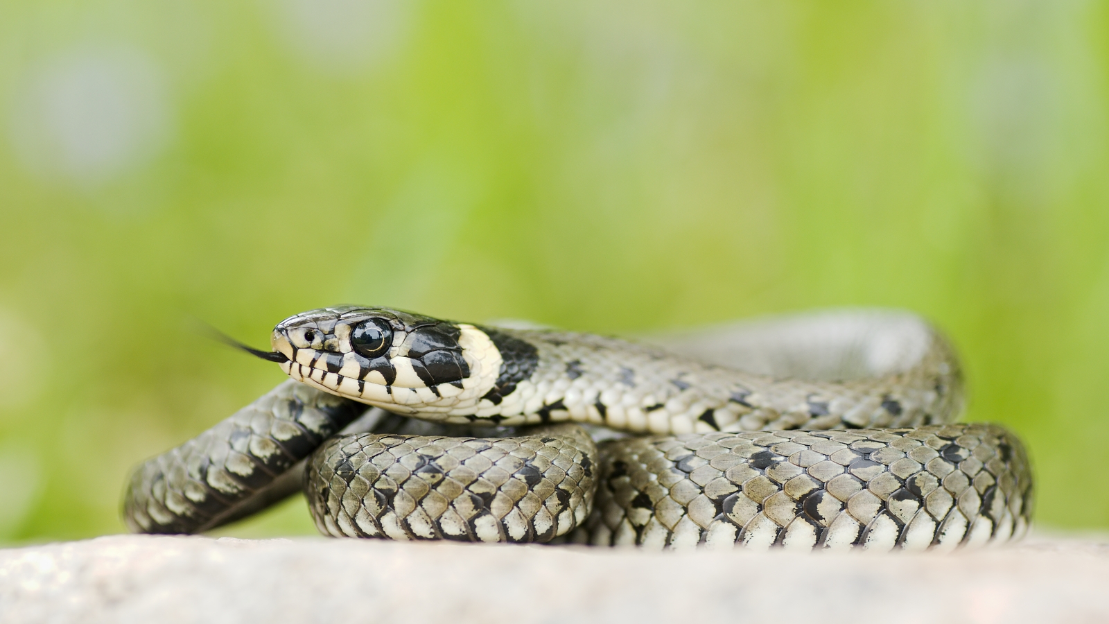 grass snake