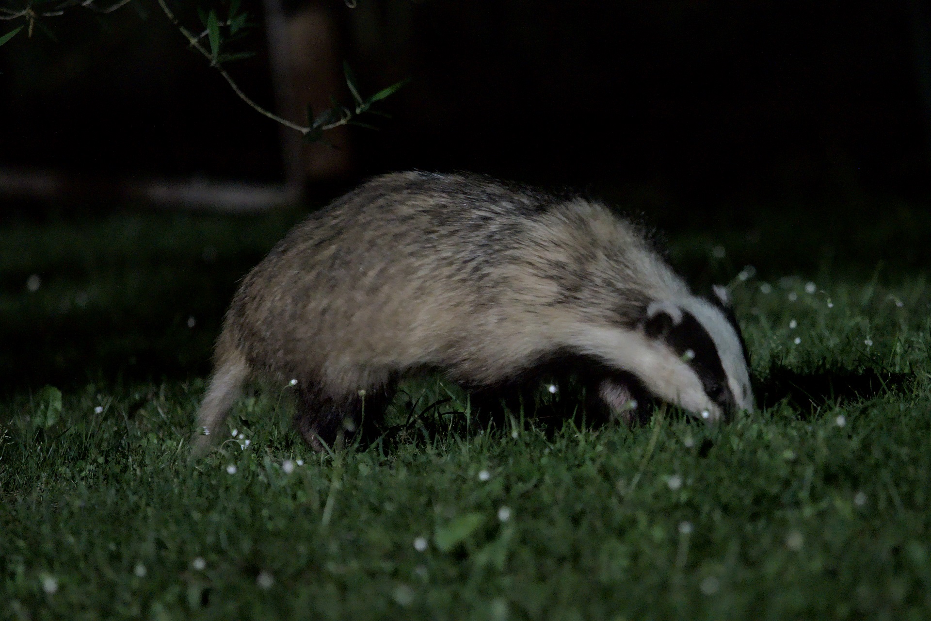 badger