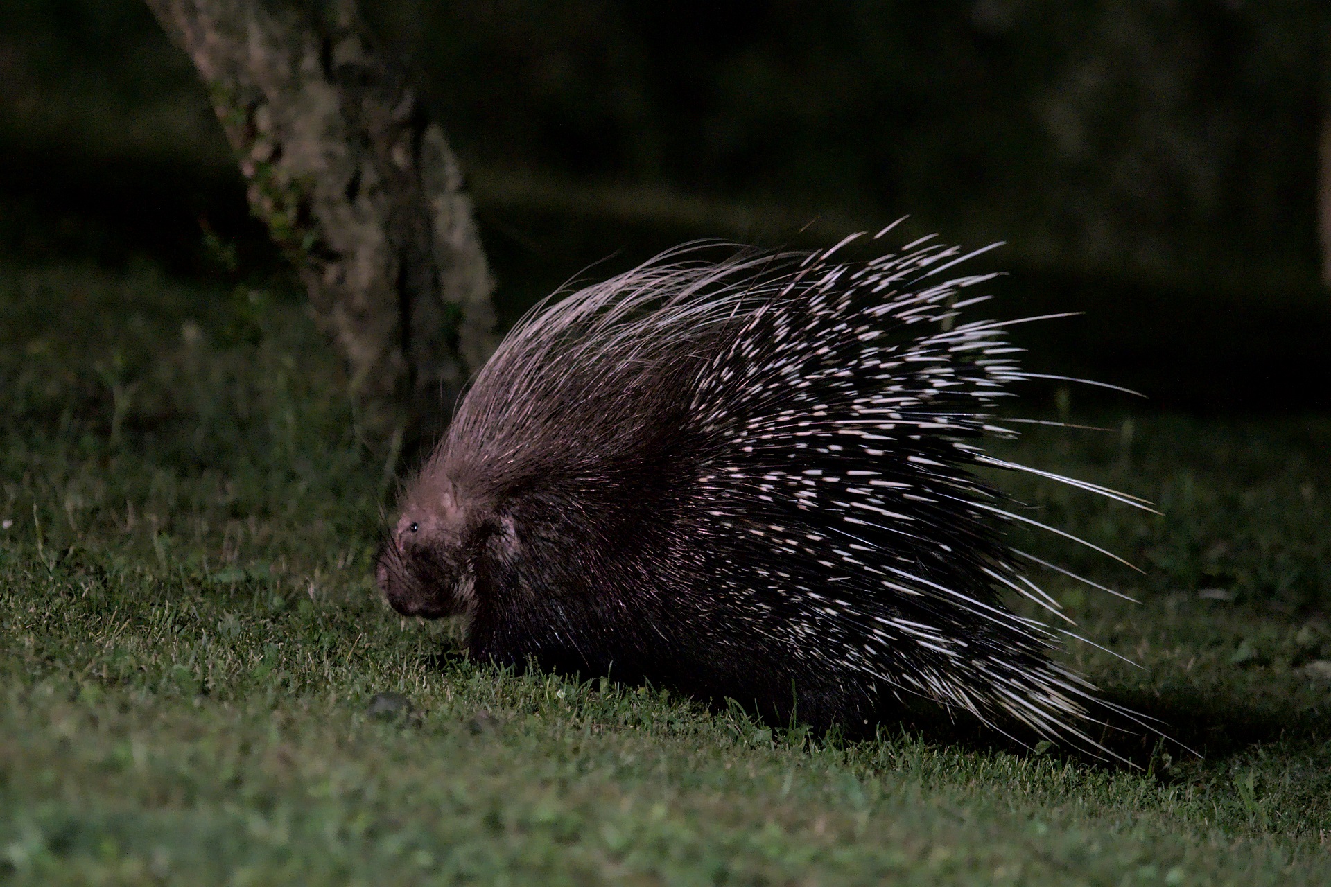 porcupine
