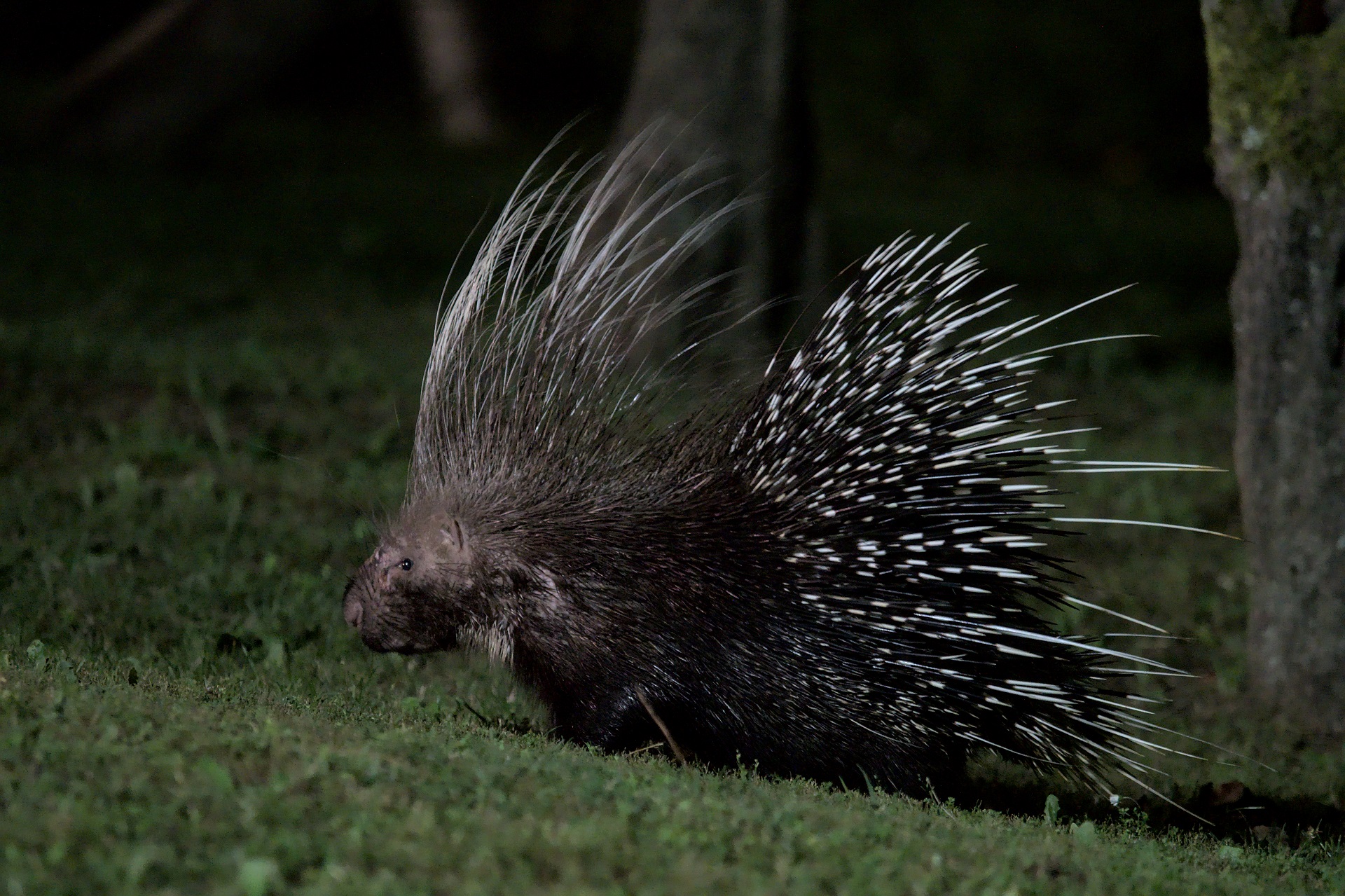 porcupine