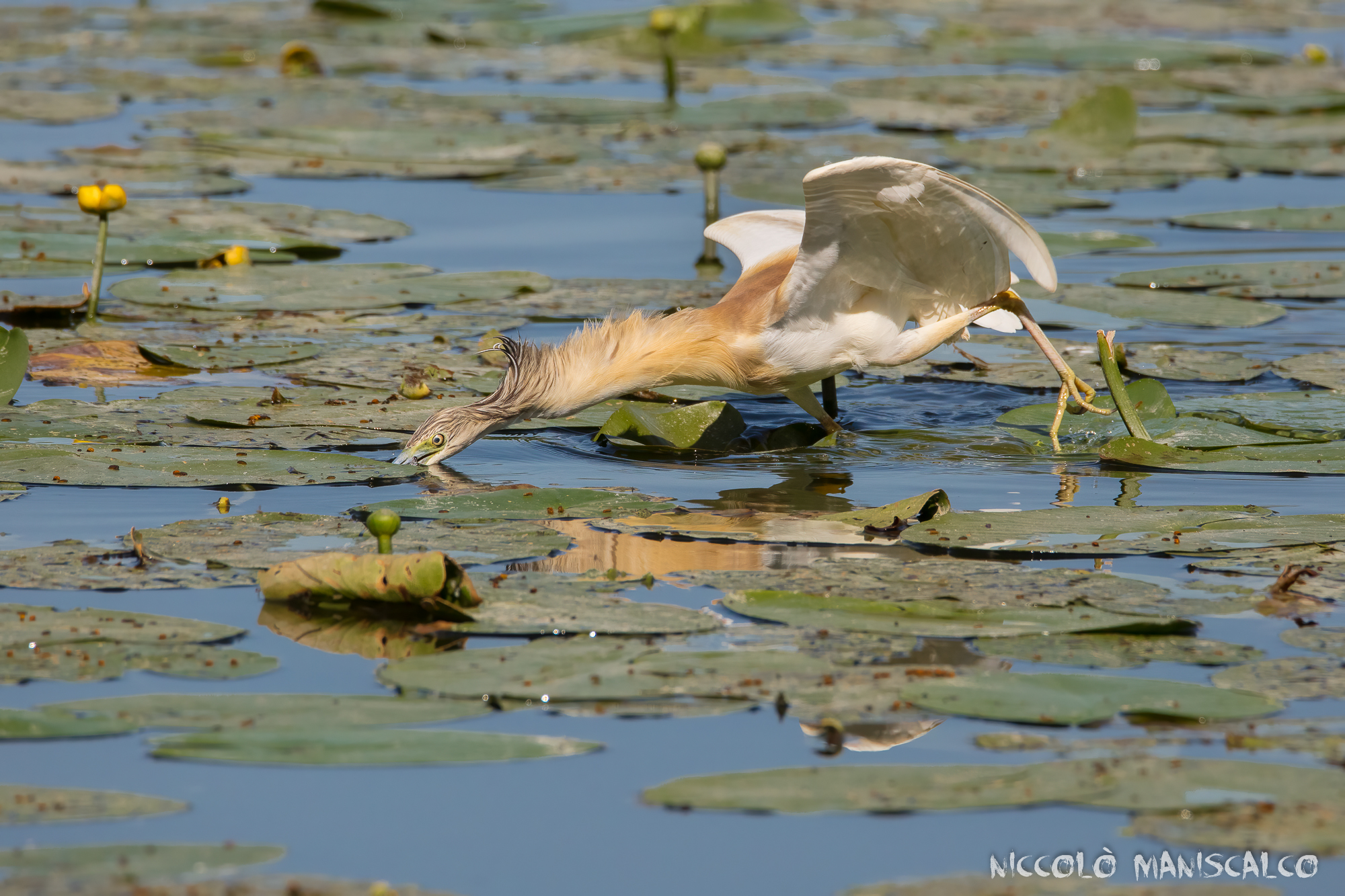 Velocità e Precisione