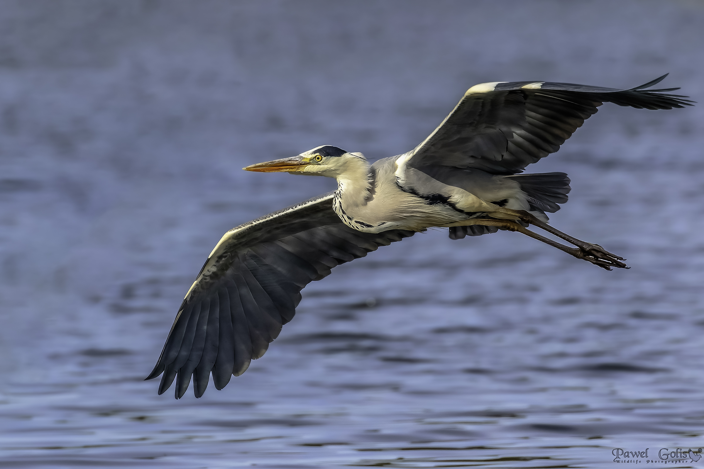 Airone grigio (Ardea cinerea)