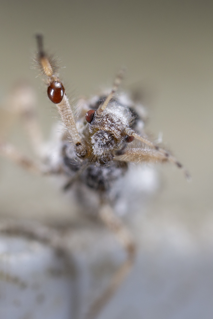 Dark-dark cinara, Aphididae