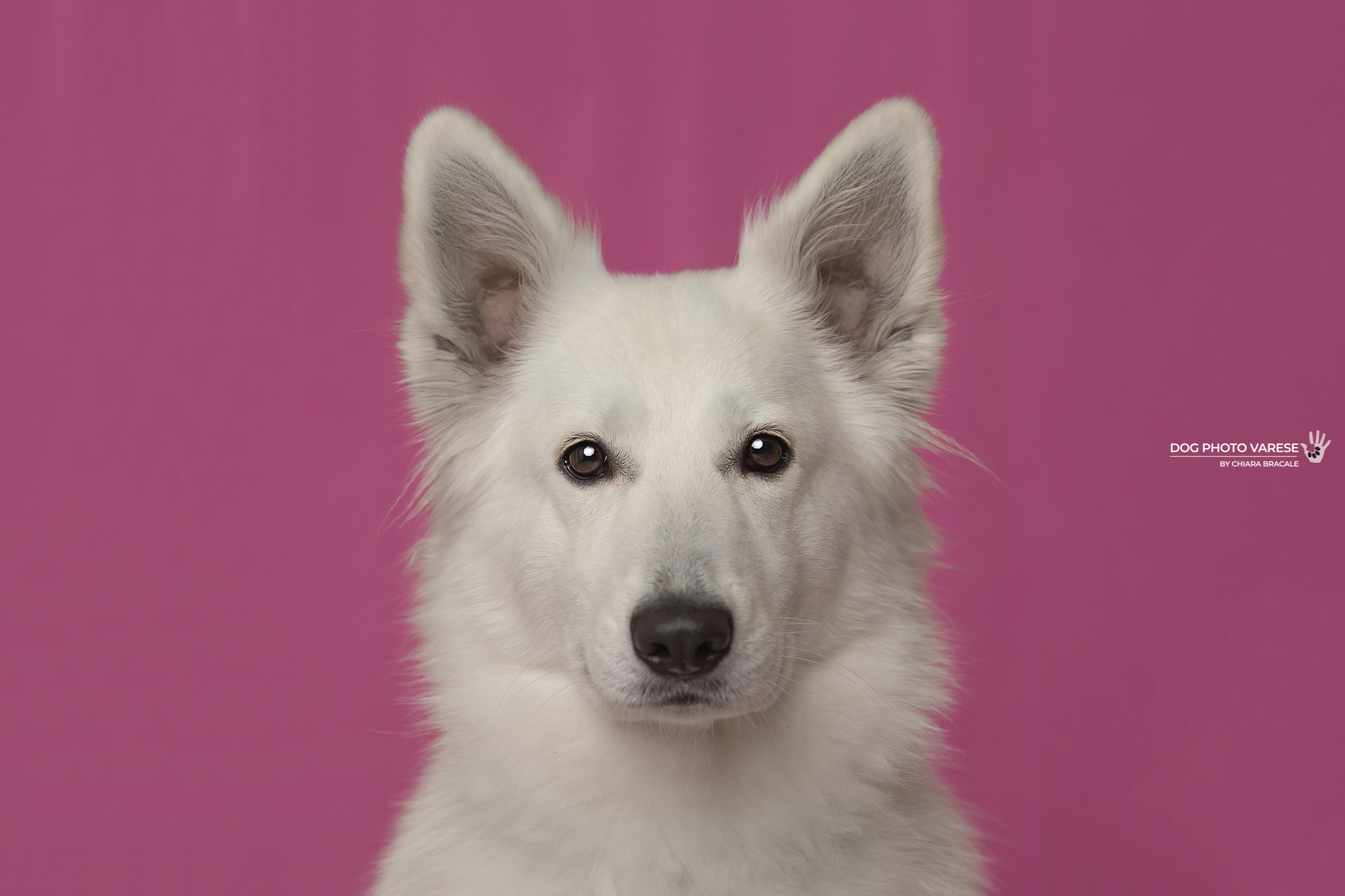 BELLA - Swiss Shepherd