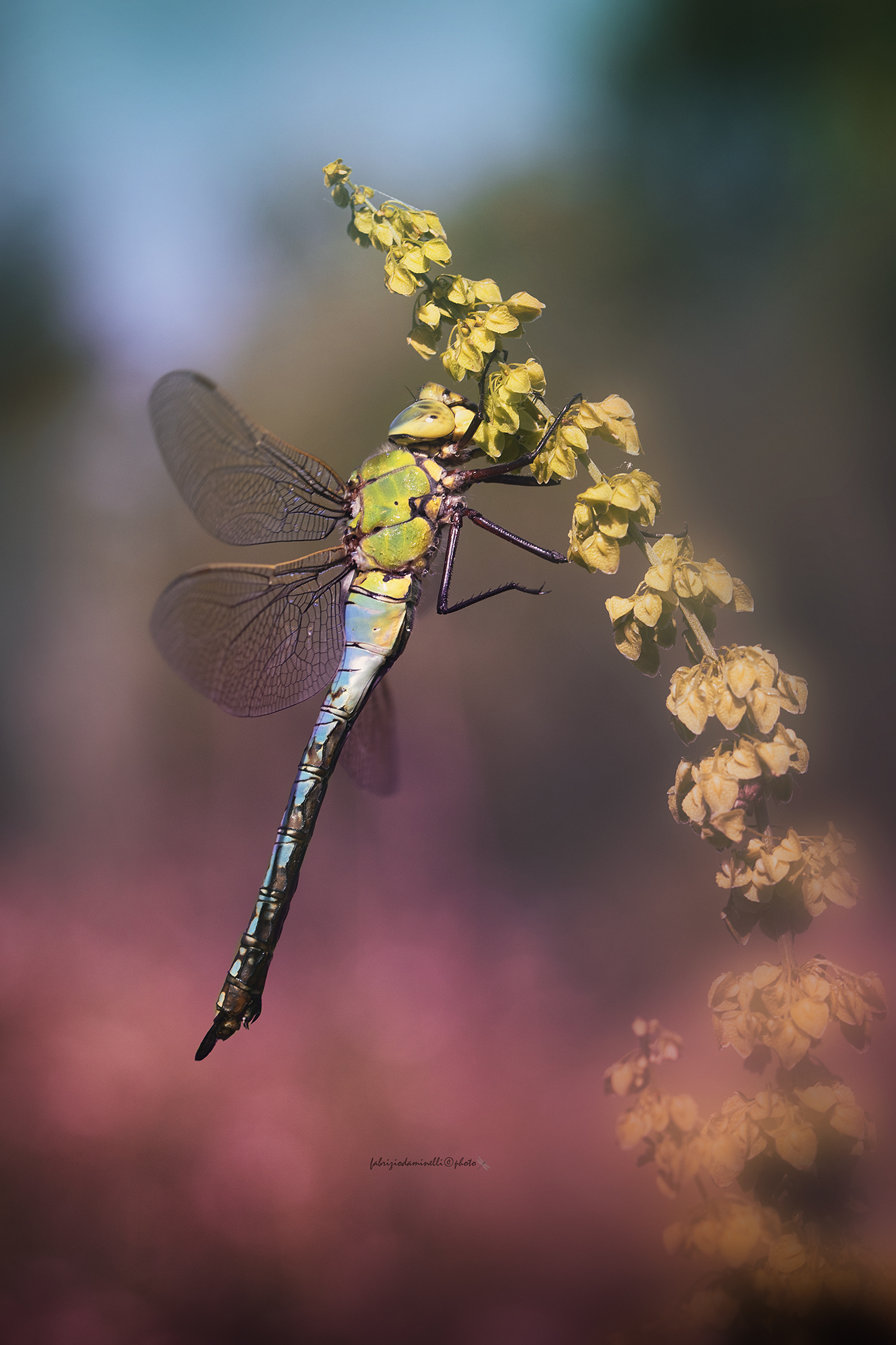 Anax imperator - Leach, 1815 - female