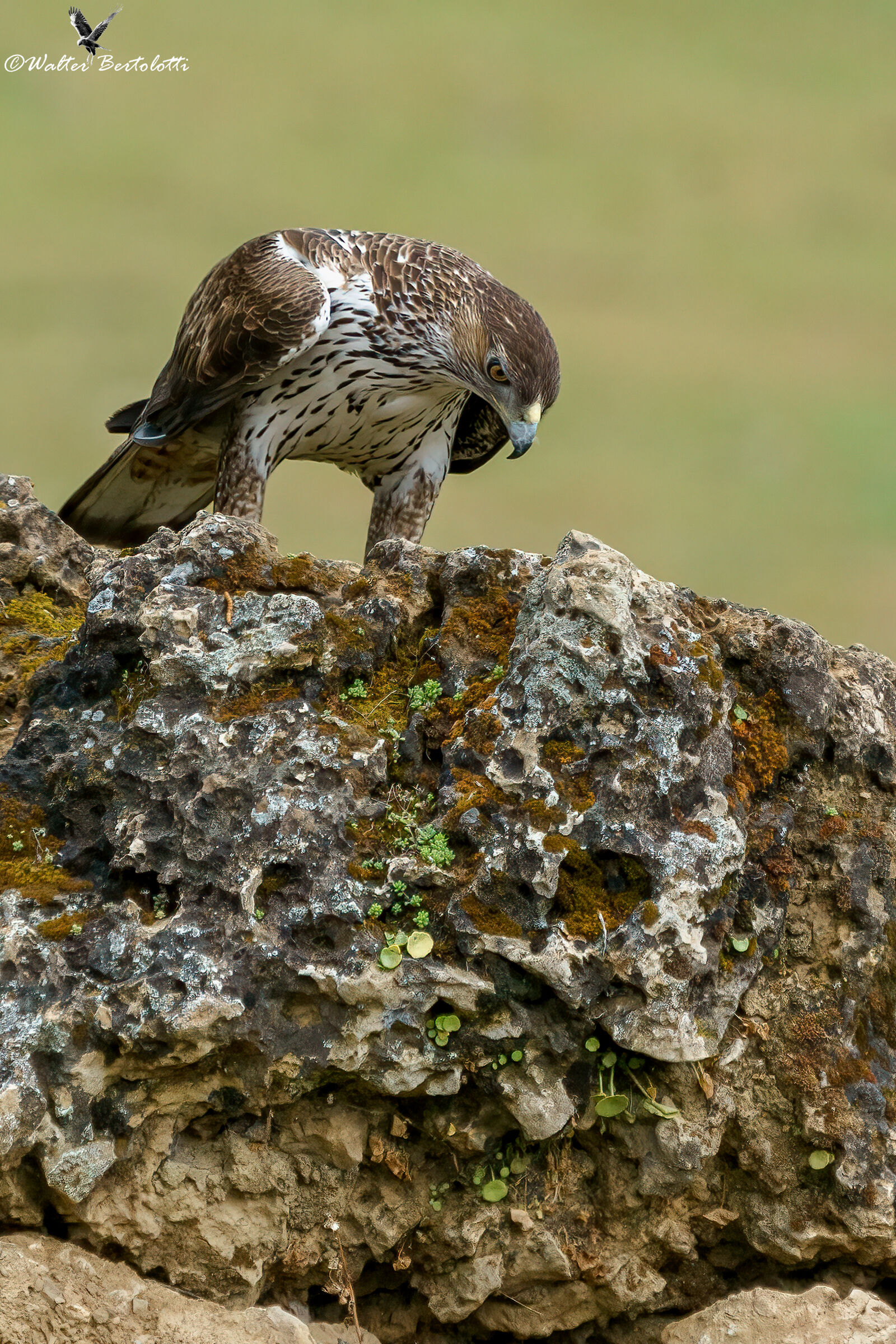 osservazioni e valutazioni