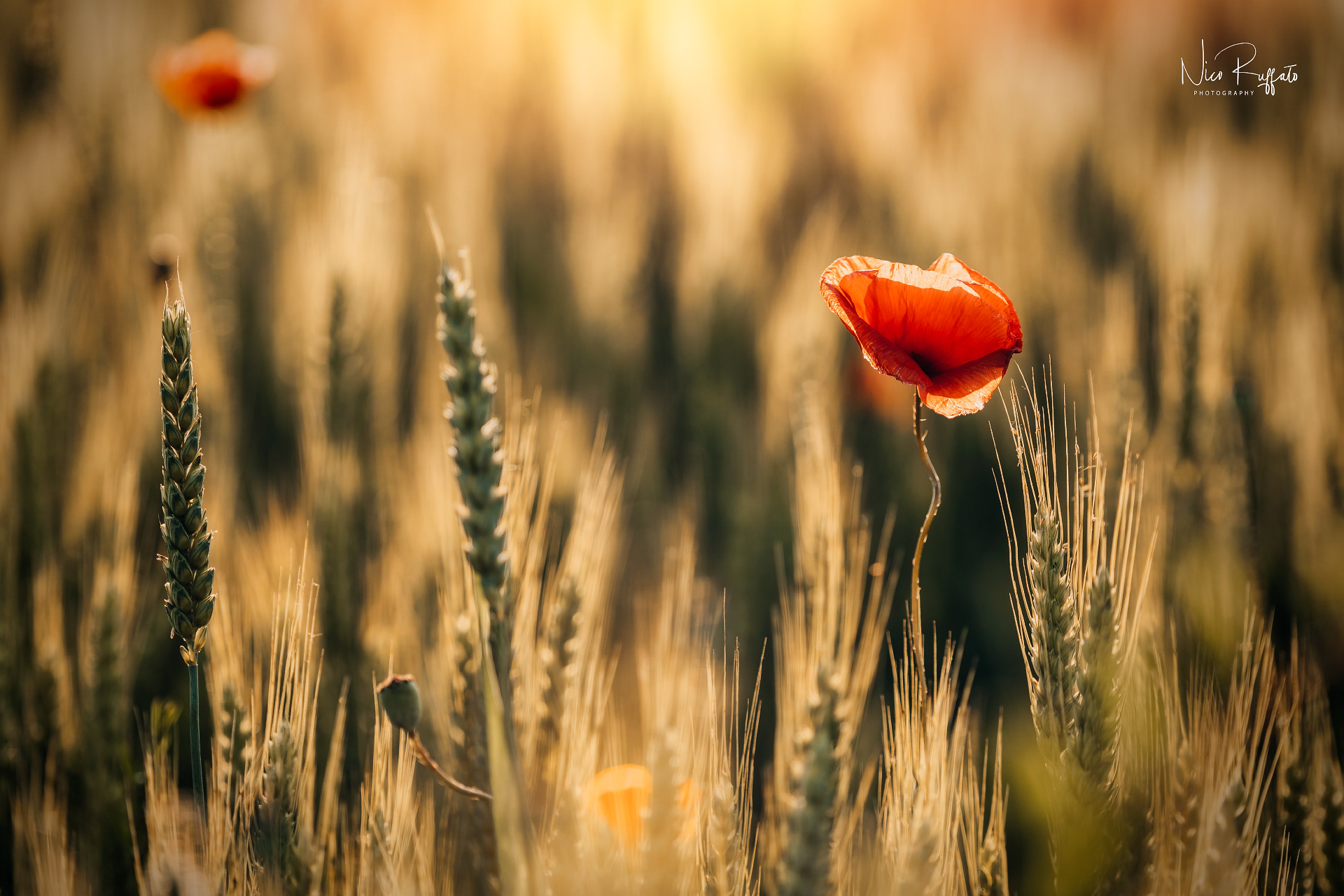 The colors of the summer that is coming
