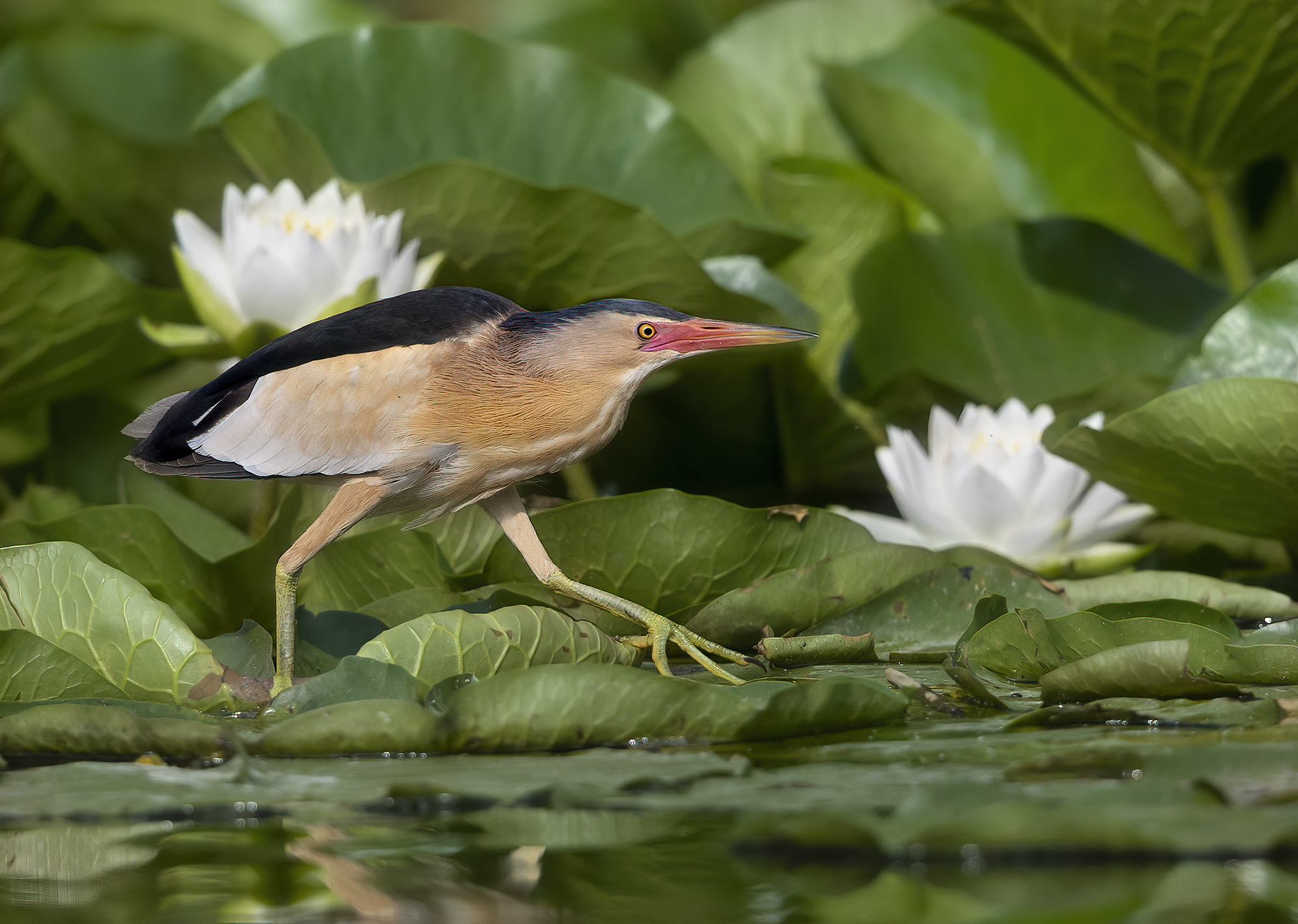 tarabusino tra le ninfee