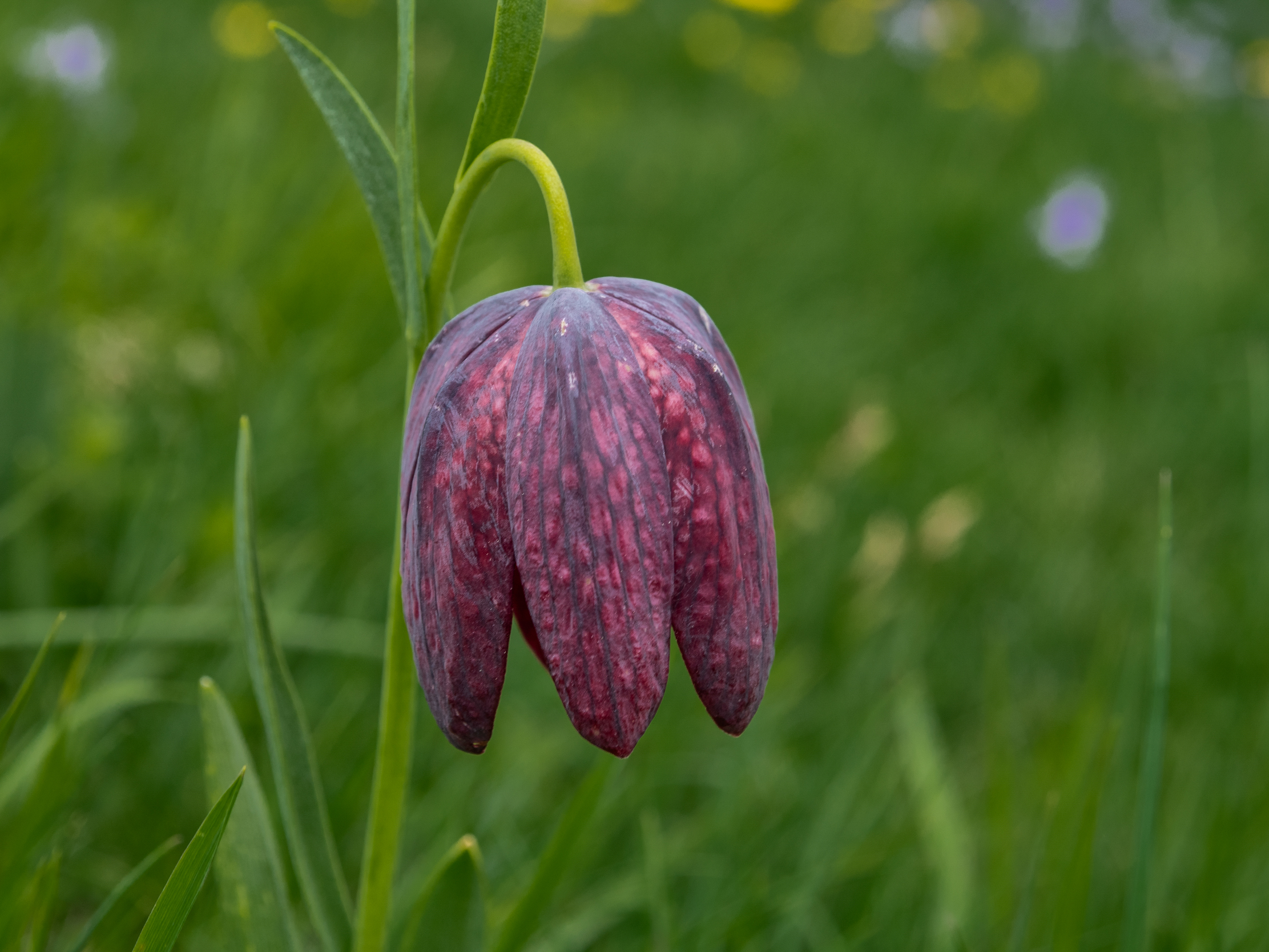 Fritillaria