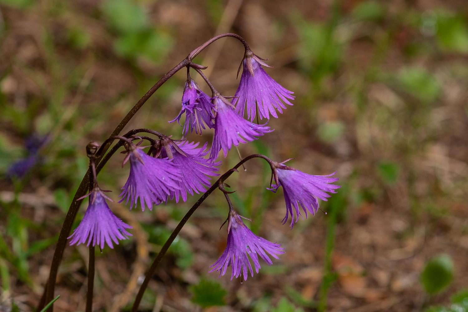 Soldanella Alpina