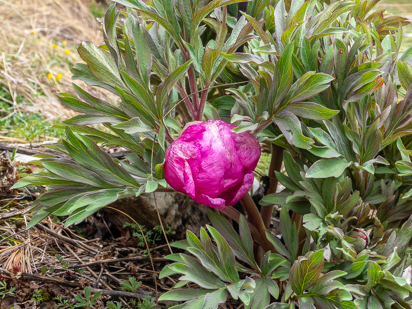 Peonia