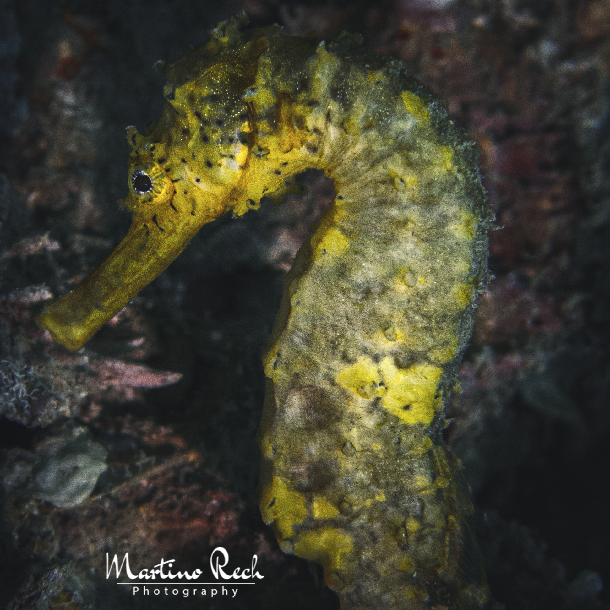 the golden seahorse