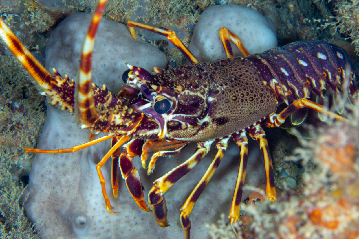 Aragosta - Portovenere