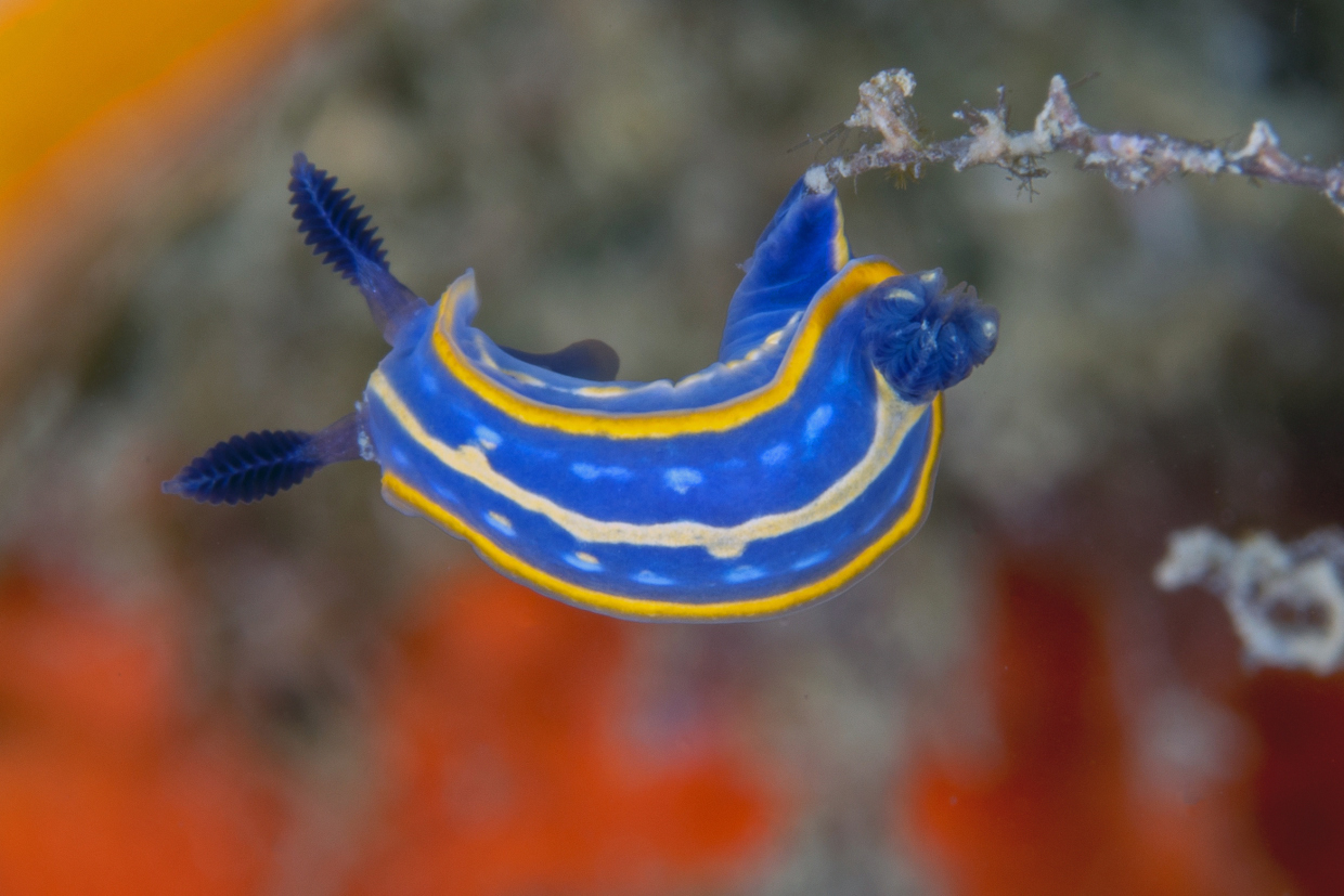 Nudibranco- Portovenere