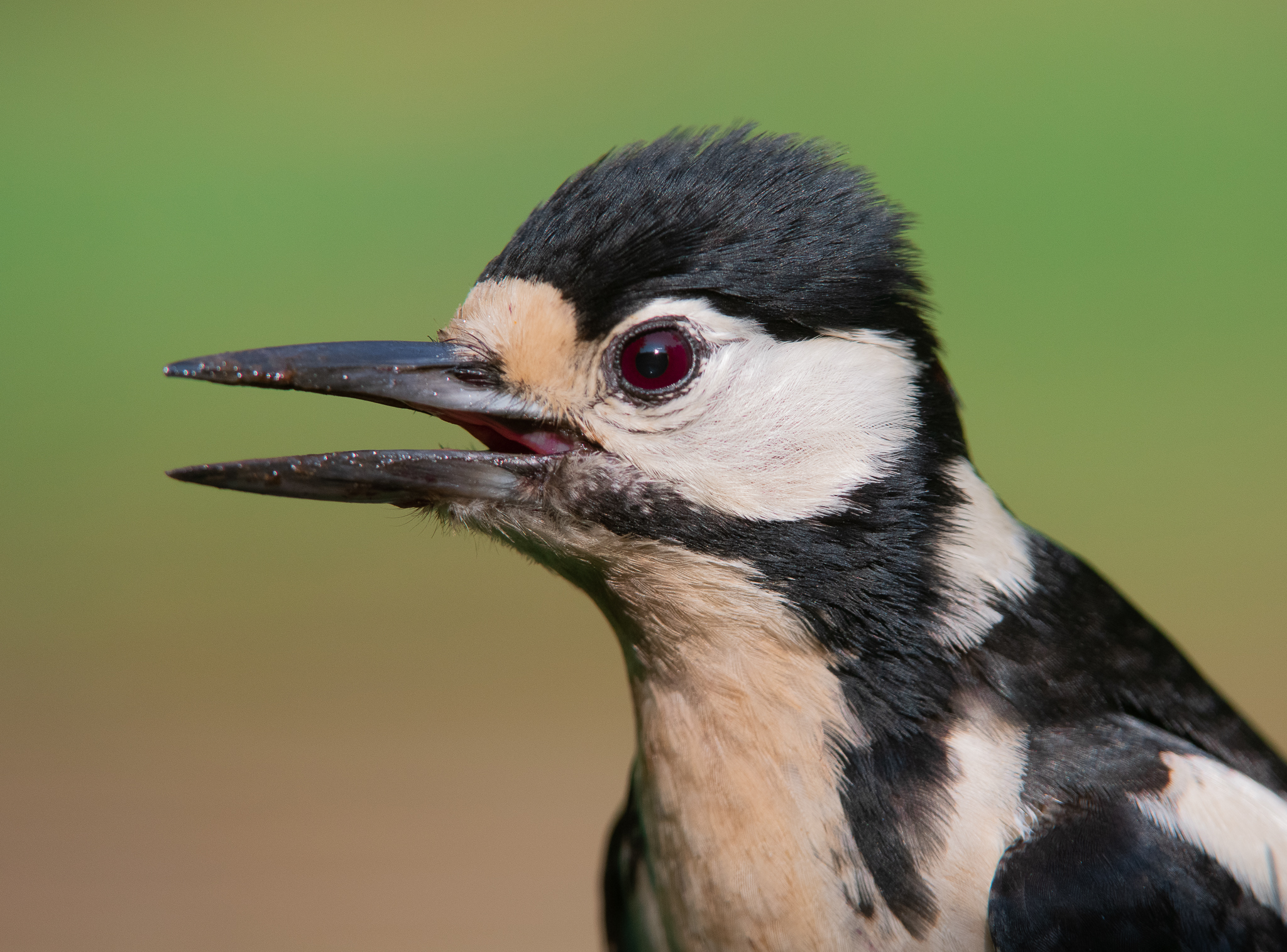 Picchietta appena uscita dalla parrucchiera