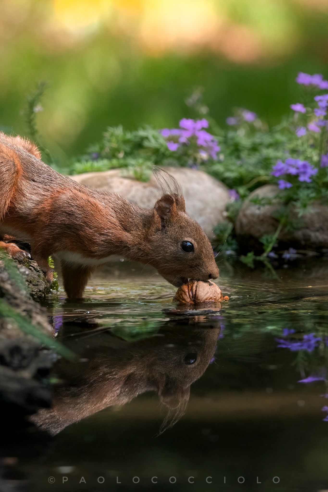 Alla ricerca della noce perduta