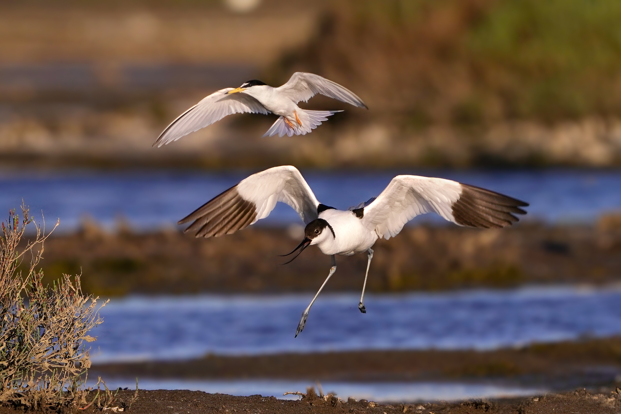 Ma la smetti di rompere? - Avocetta vs fraticello