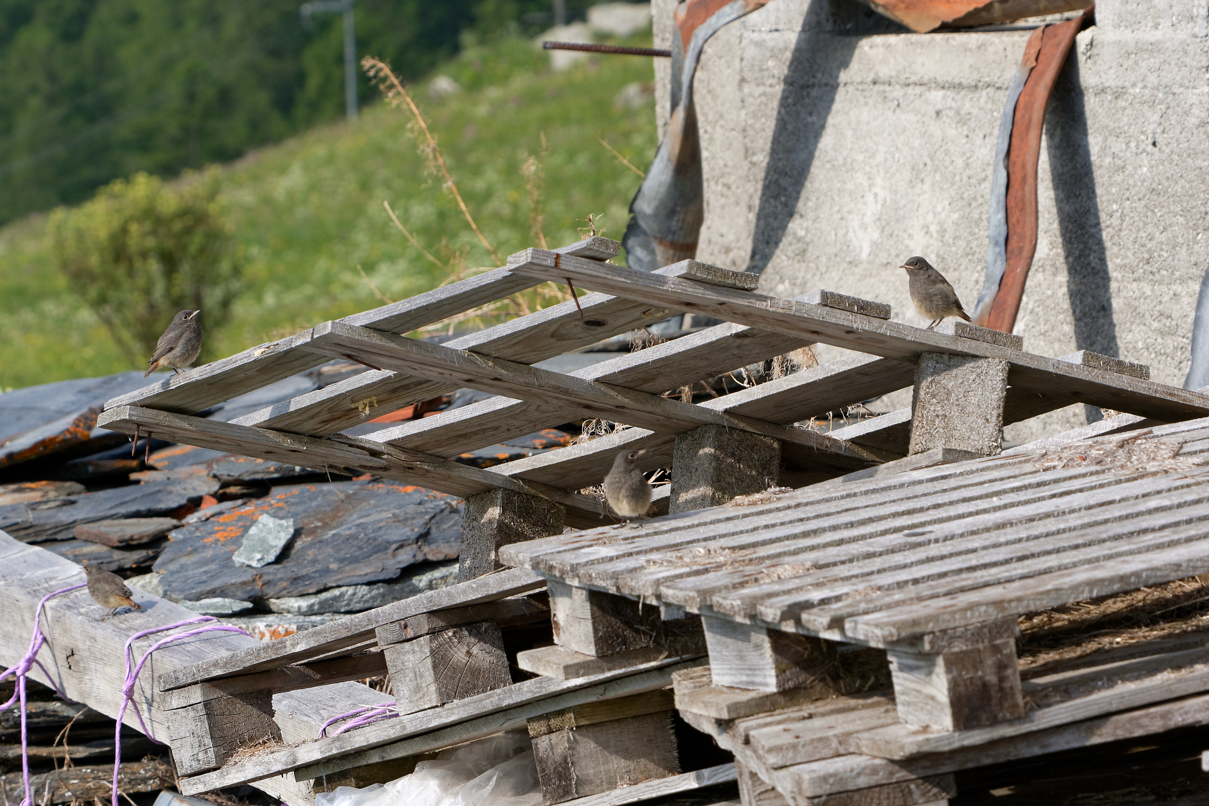 Famiglia Codirosso-1