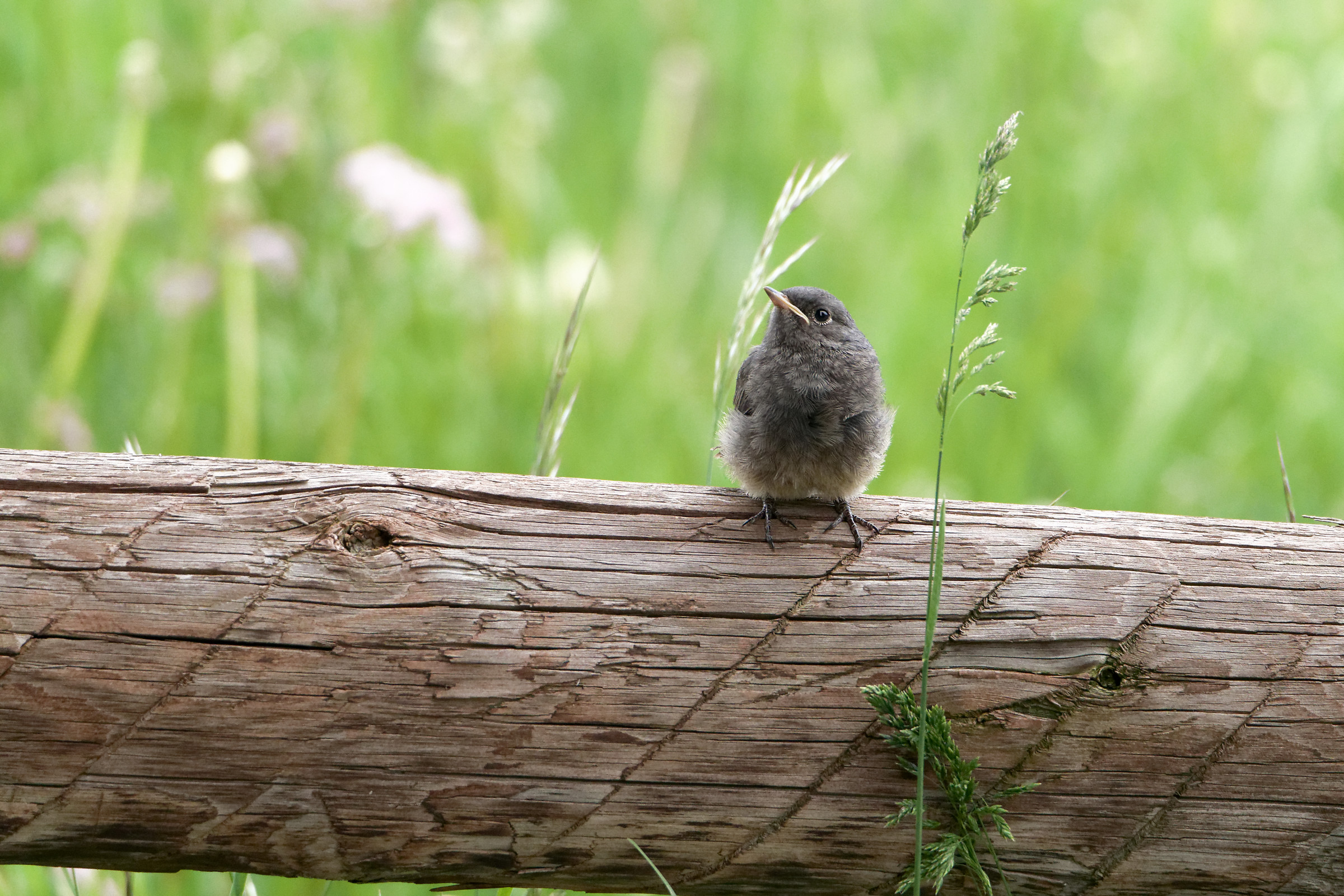 Famiglia Codirosso-5