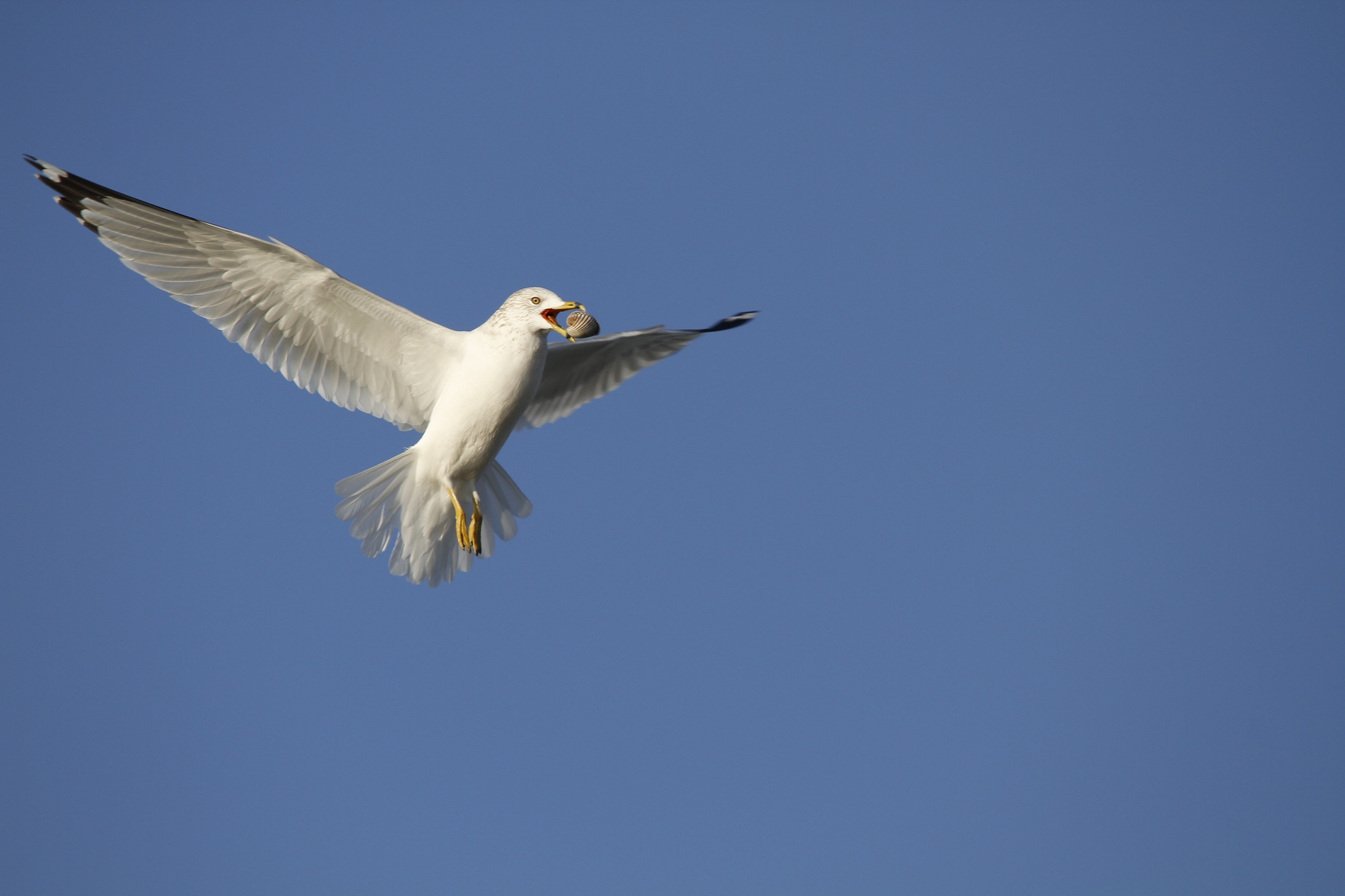 Ring Billed Gull With Sea Shell