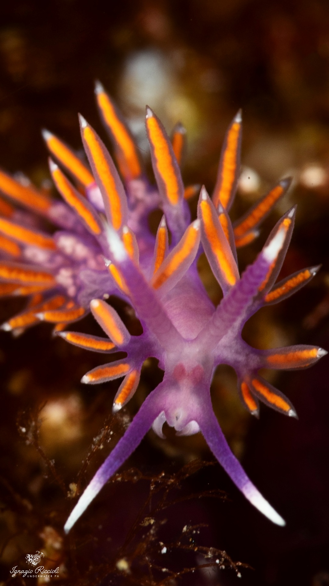 Flabellina ischitana