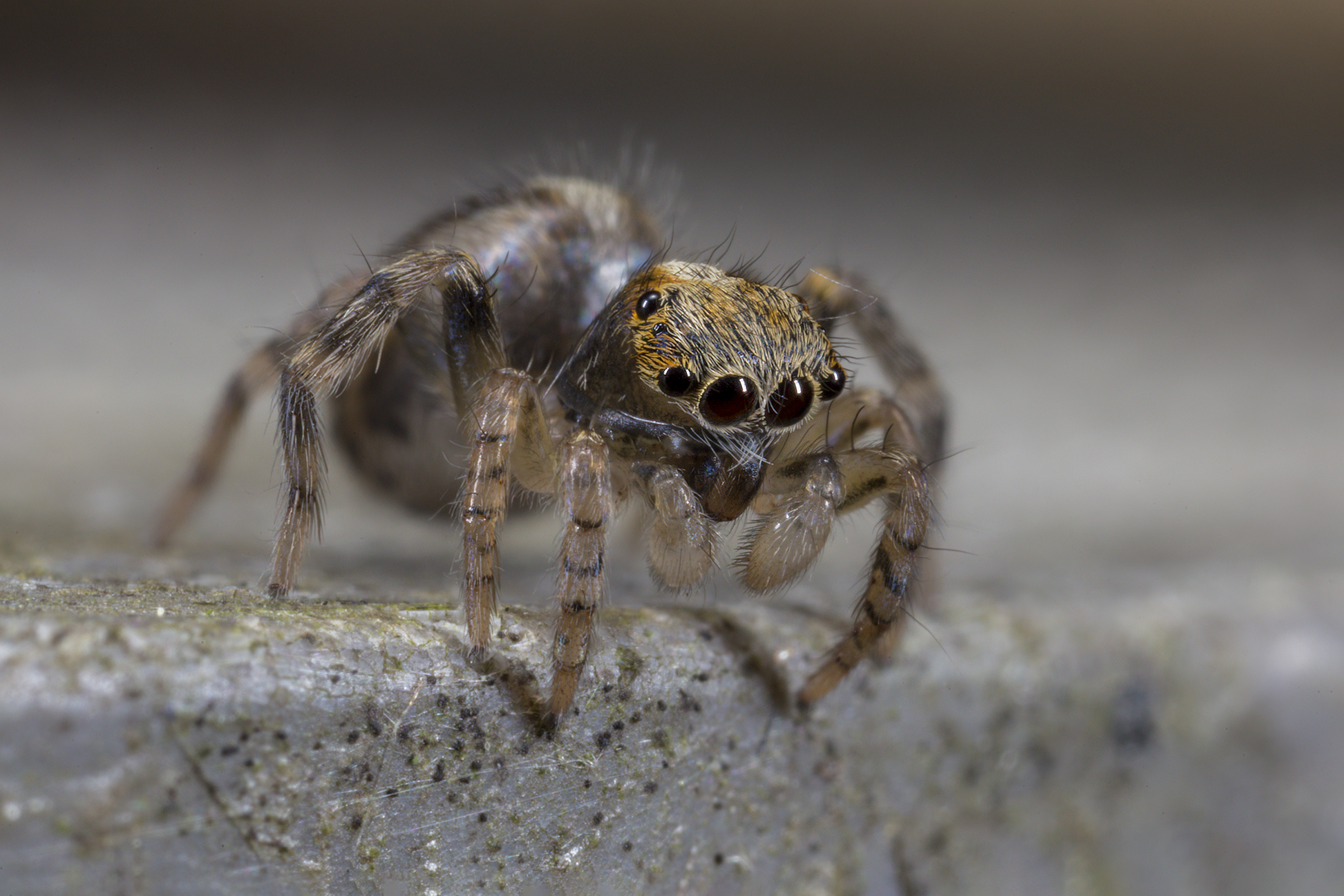 Little One of Saitis barbipes male