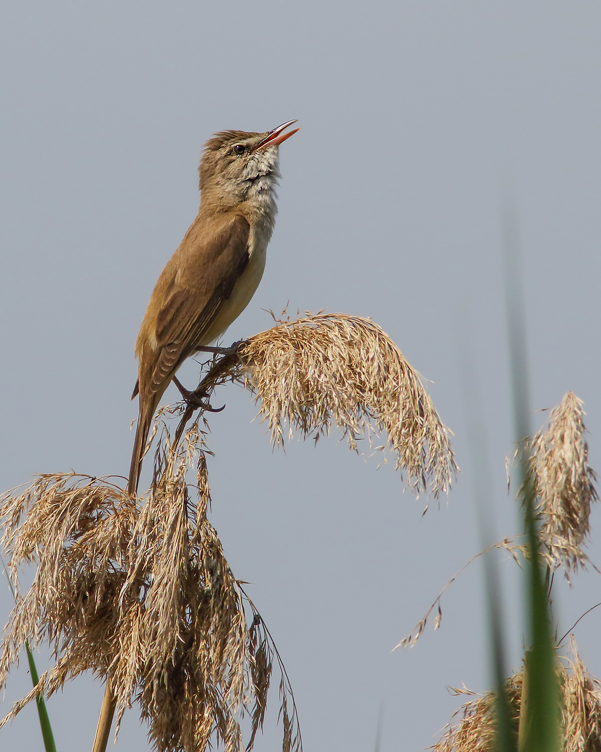 Reed snail (acrocephalus arundinaceus9