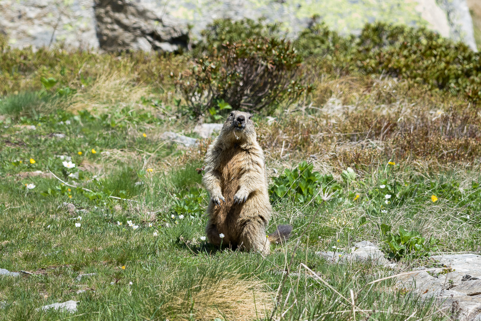 Marmotta
