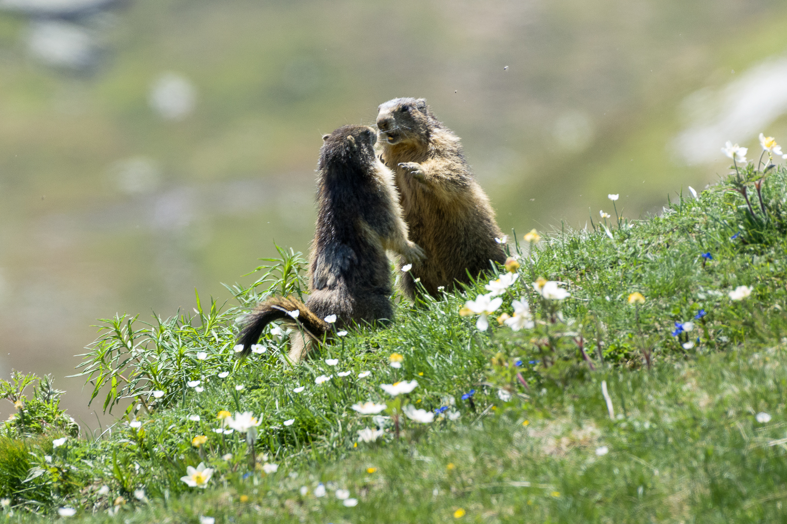 Piccoli giocherelloni