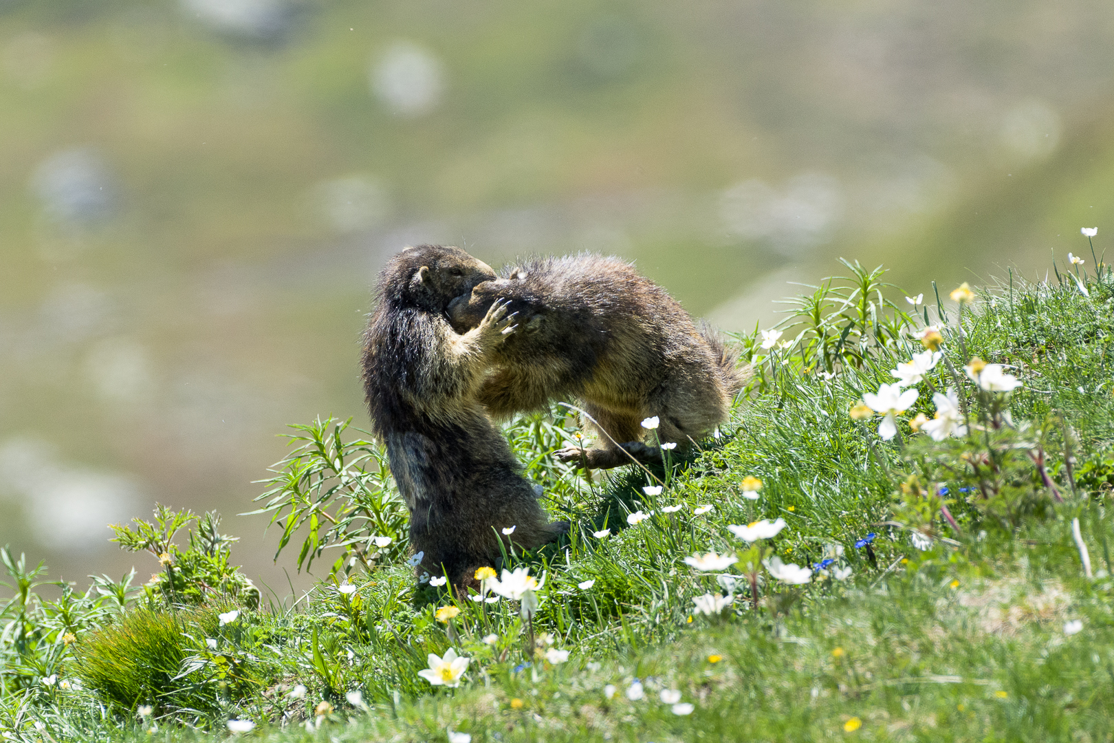Piccoli giocherelloni
