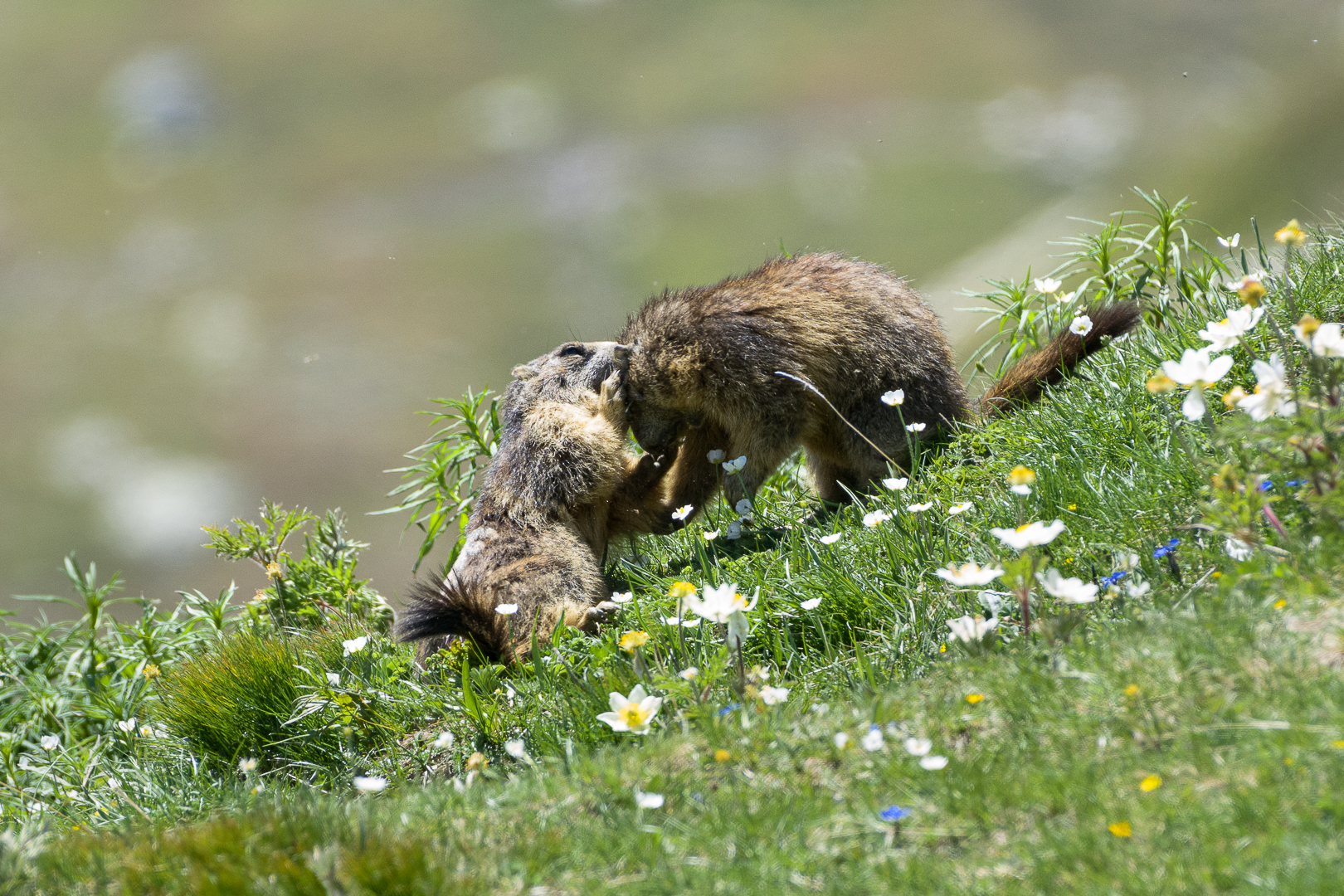 Piccoli giocherelloni