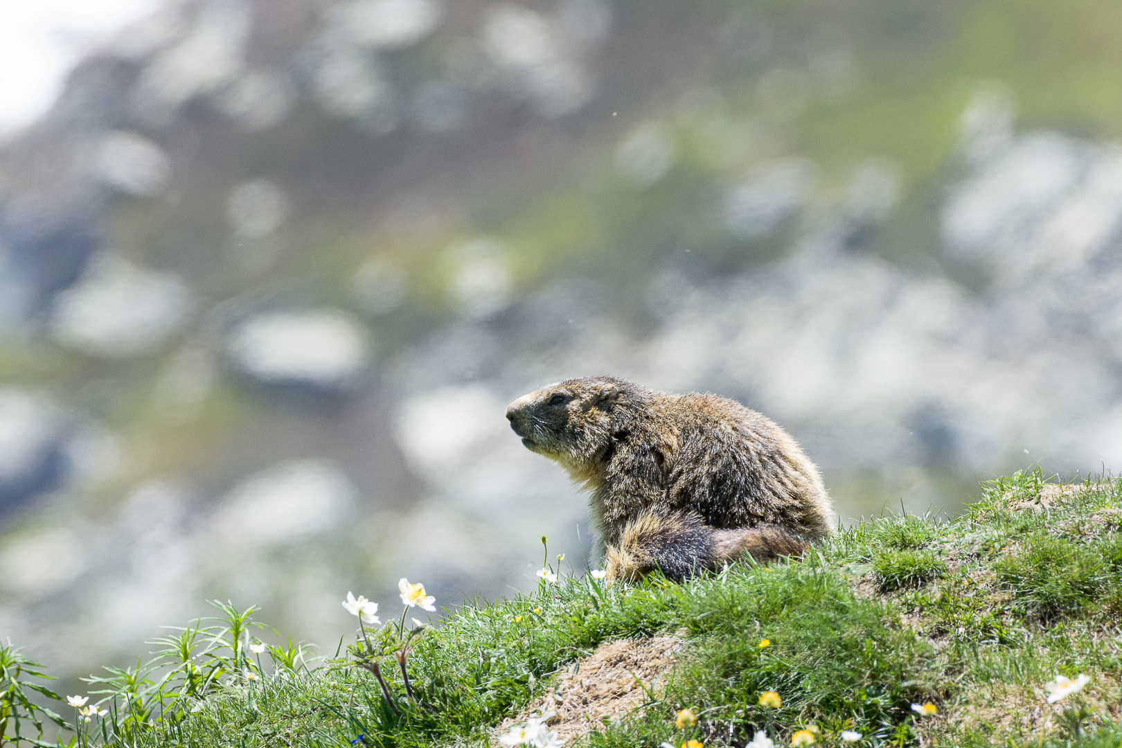 Marmotta