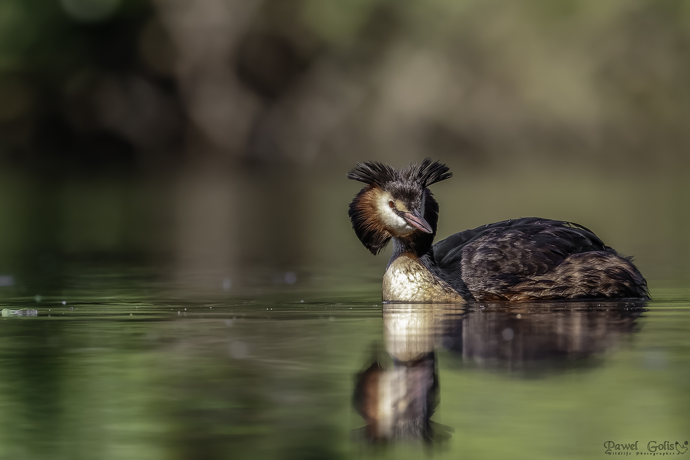 Grande svasso crestato (Podiceps cristatus)
