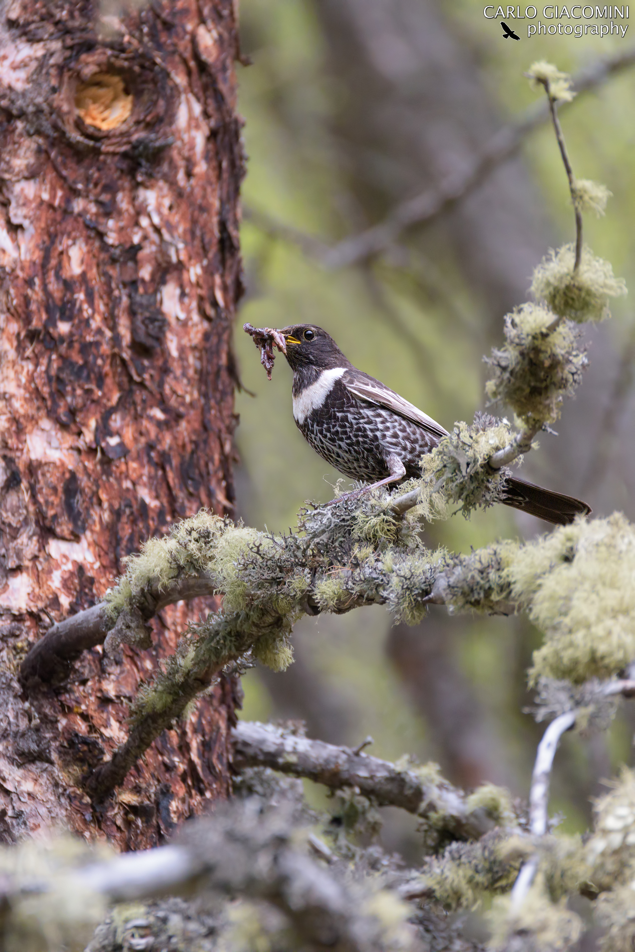 Merlo dal collare (M)