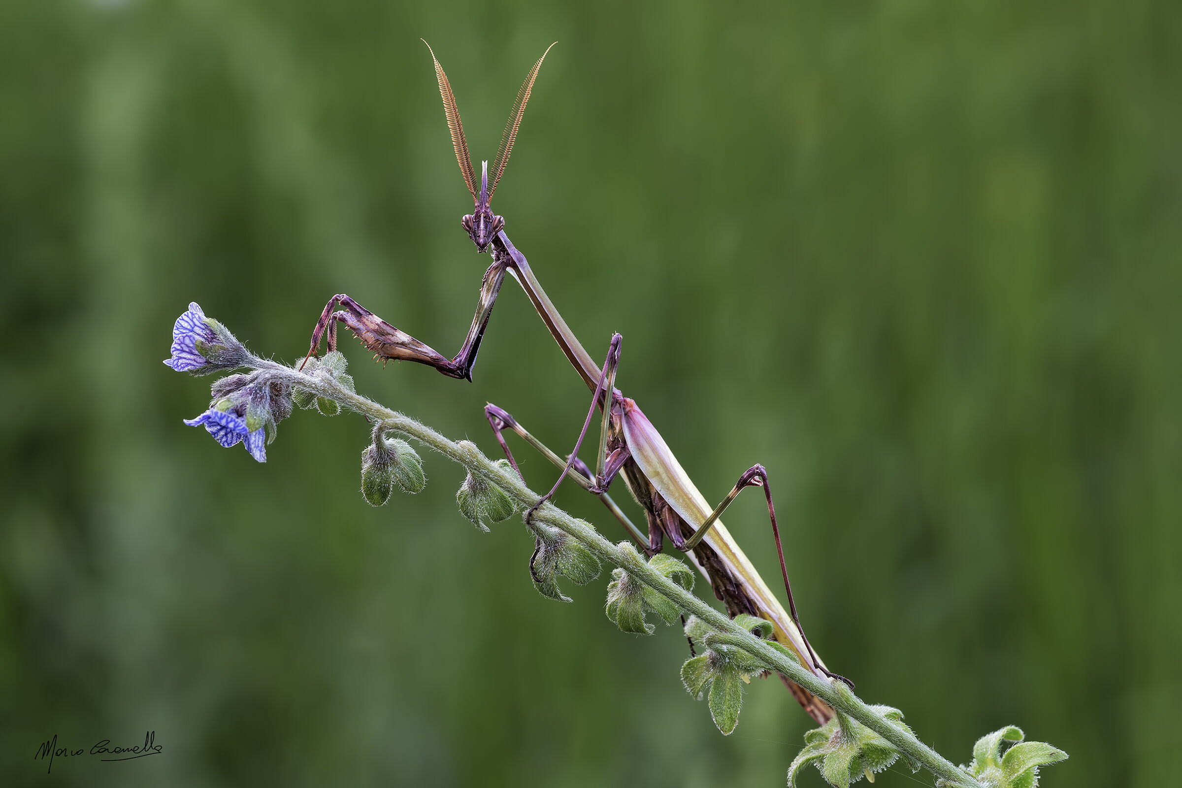 Empusa pennata