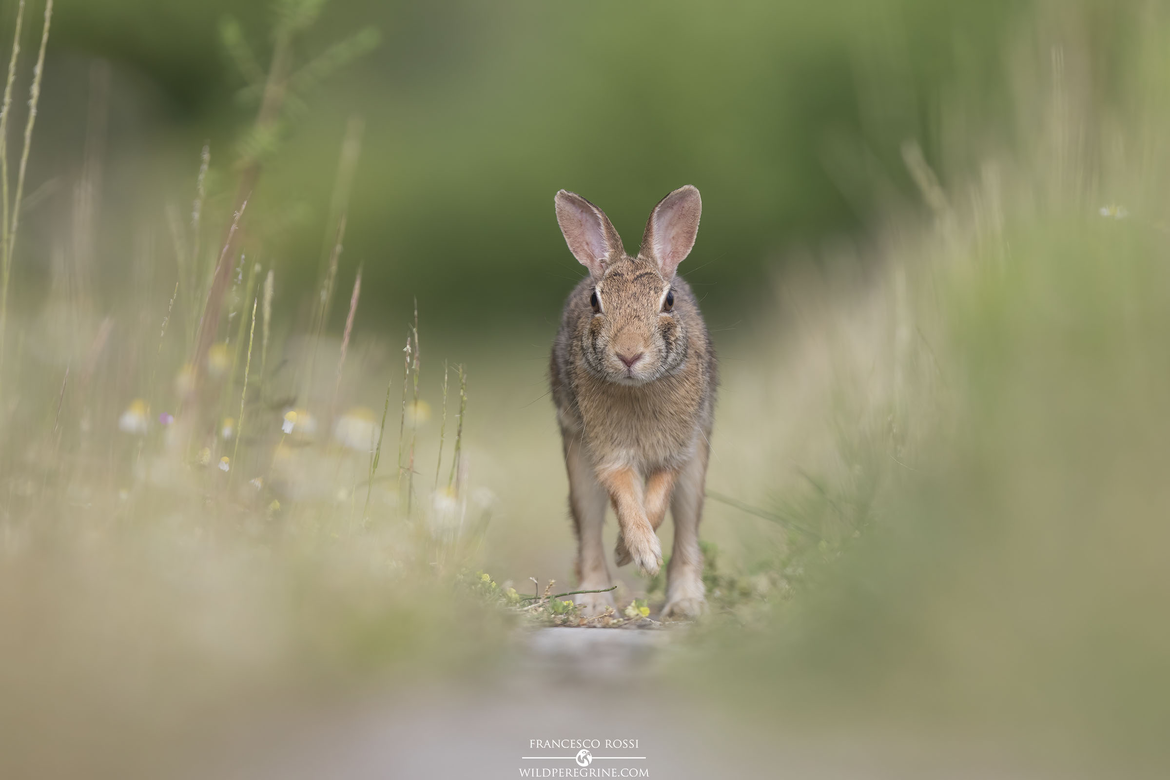 Mini-hare