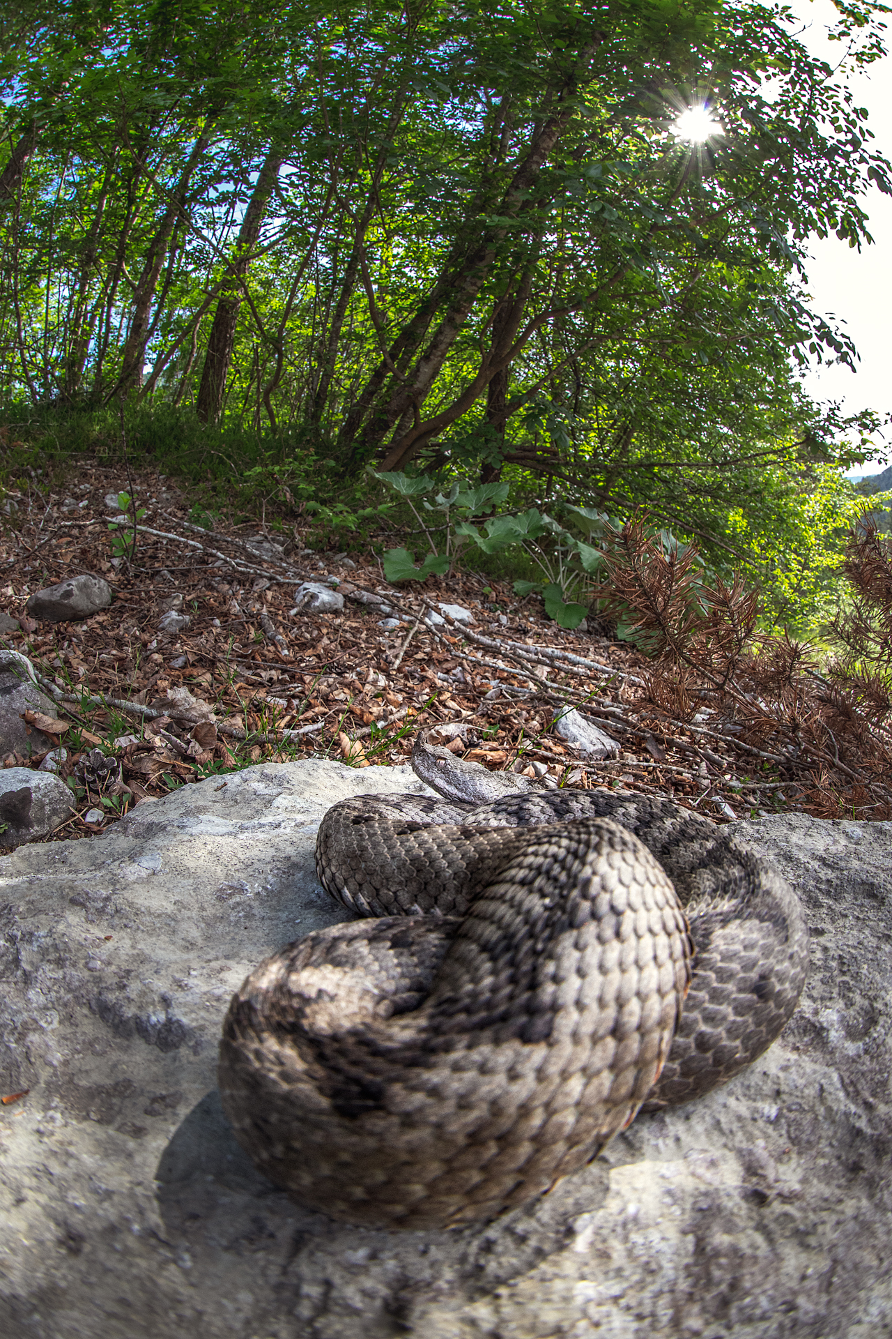 Vipera ammodytes