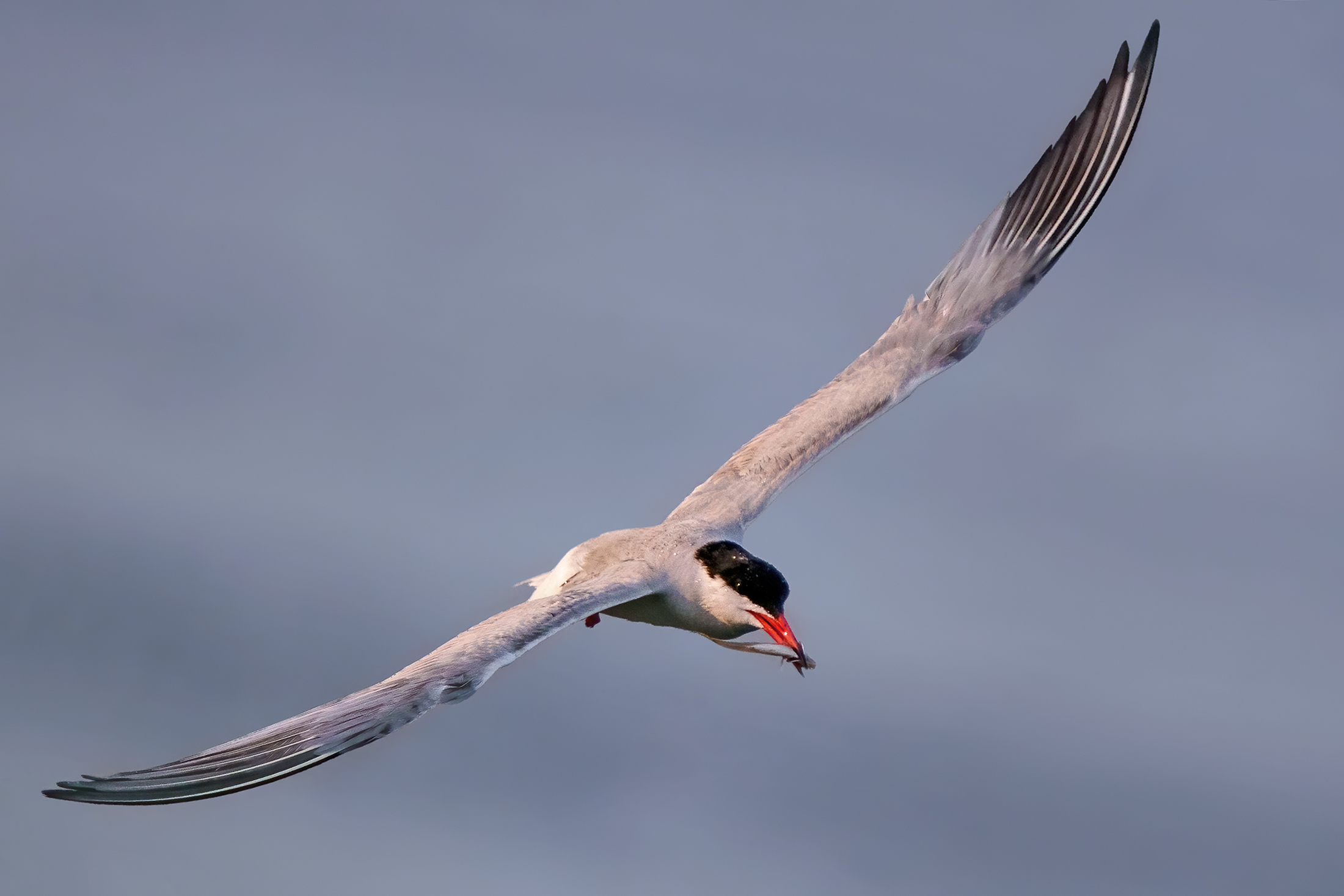 Common tern