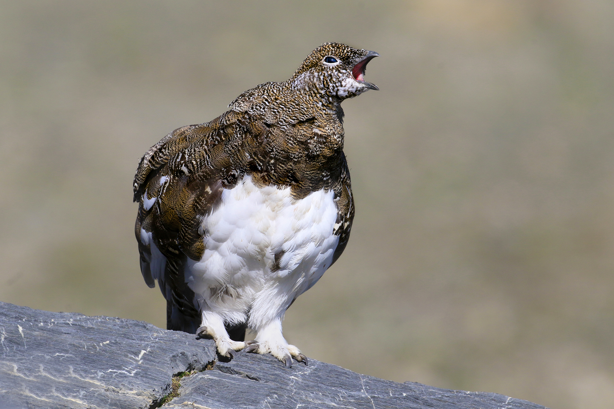 pernice bianca al canto