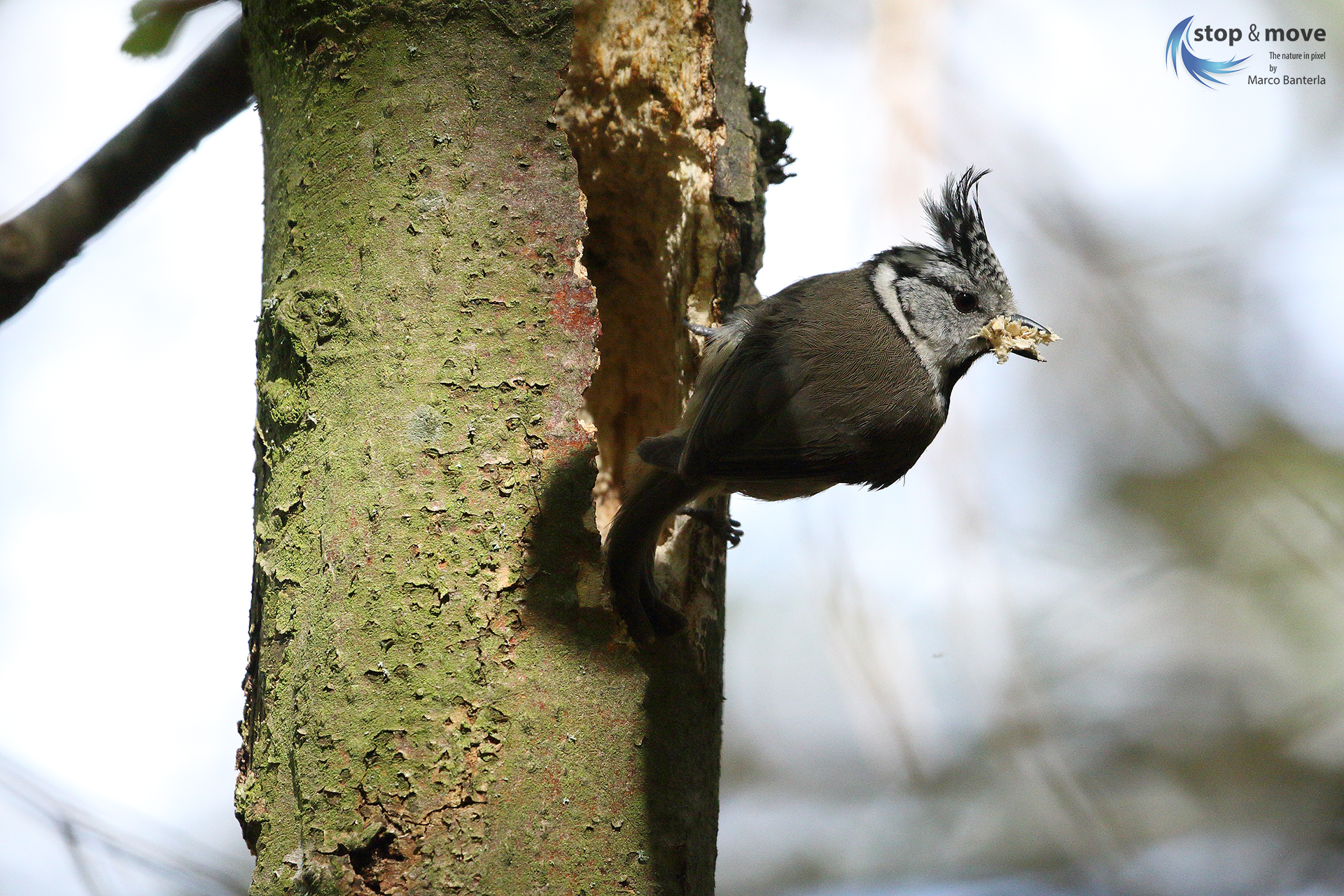 Tufted tufted tug-of-two