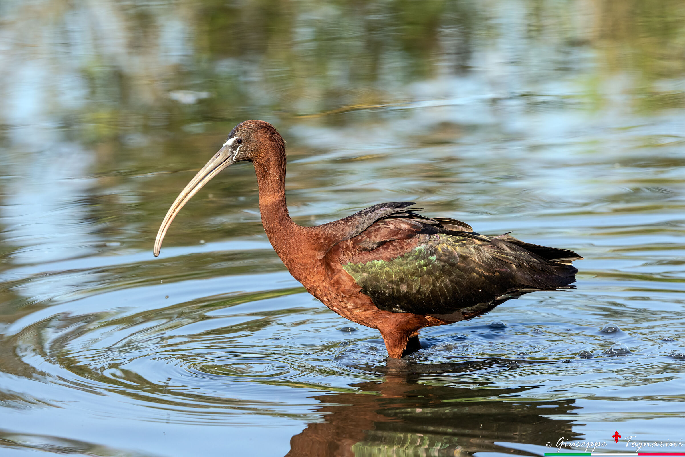 The Mignattaio No. 2