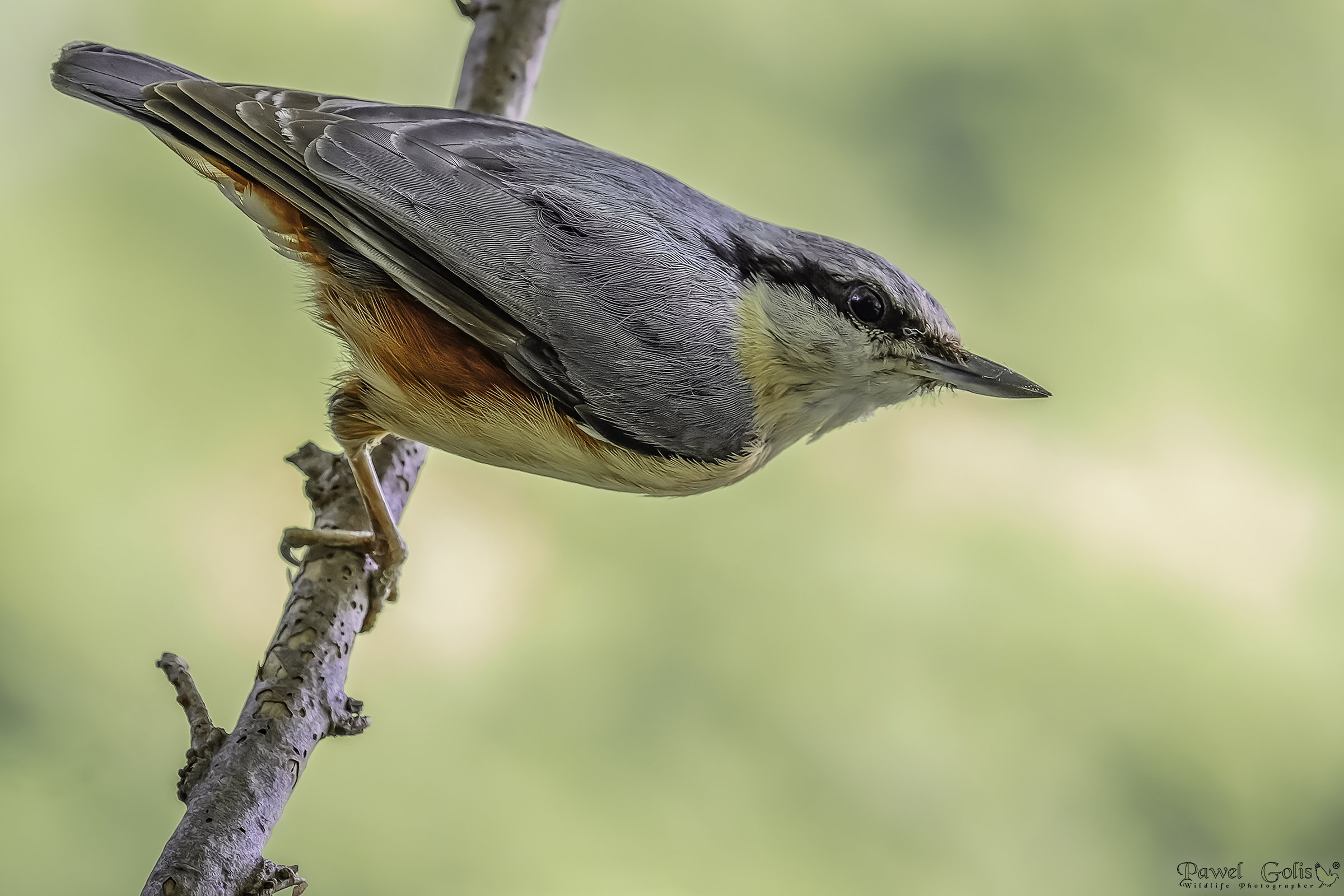 Nuthatch (Sitta europaea)