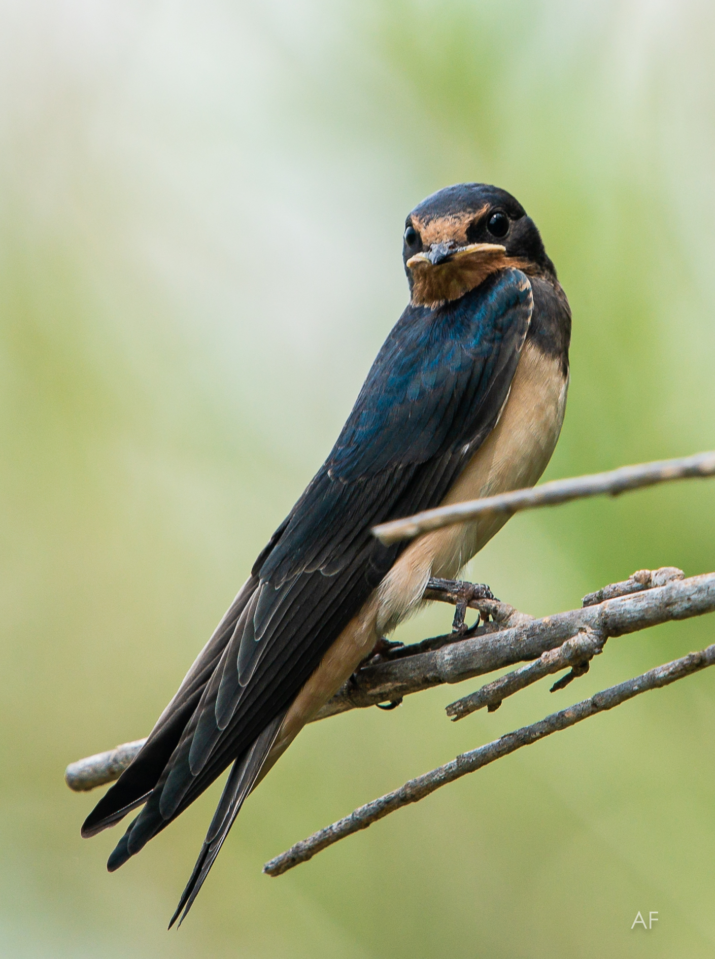 Timida e silenziosa…