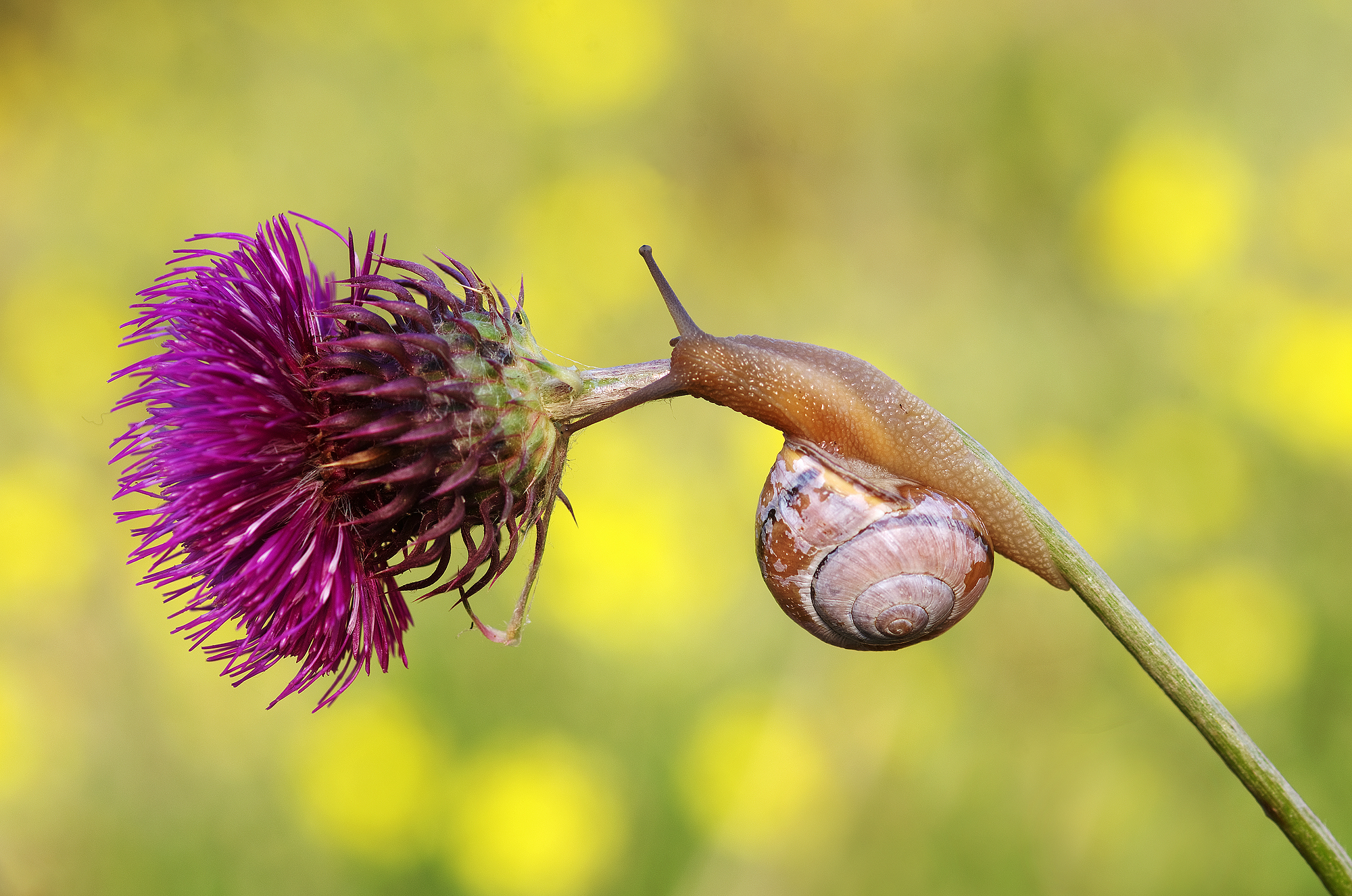 To the conquest of thistle