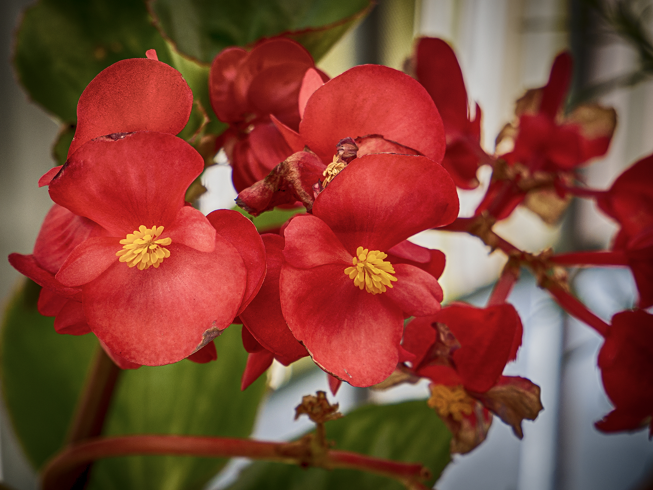 begonia