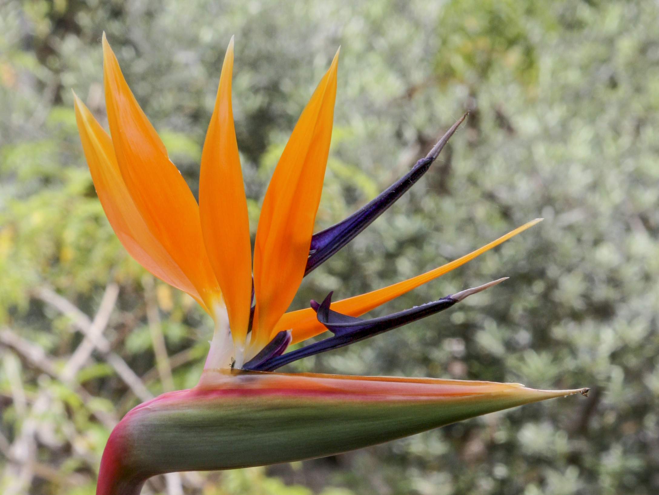 Strelitzia