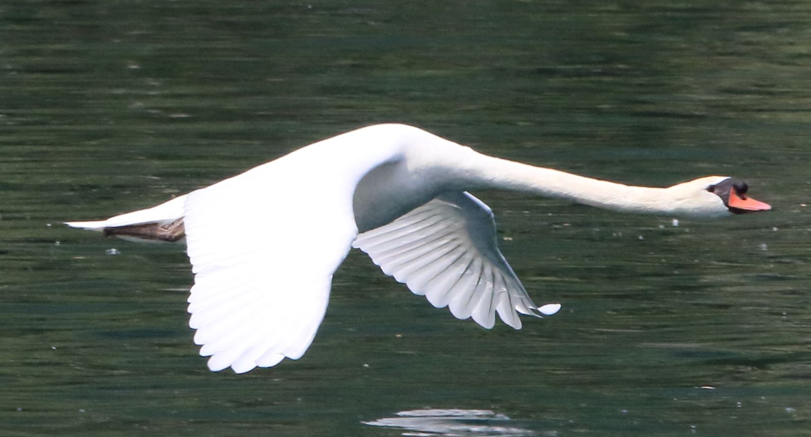 swan in flight
