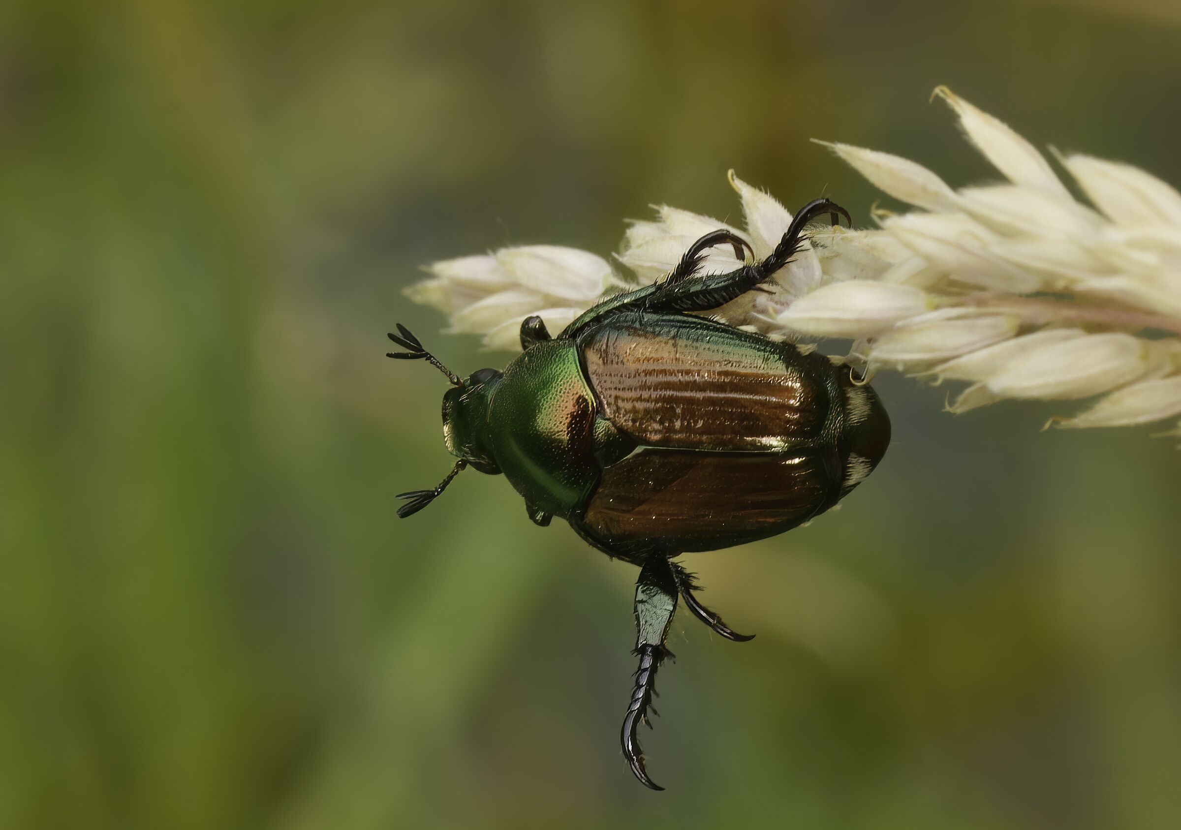 Un po' di stretching ( Popillia Japonica )